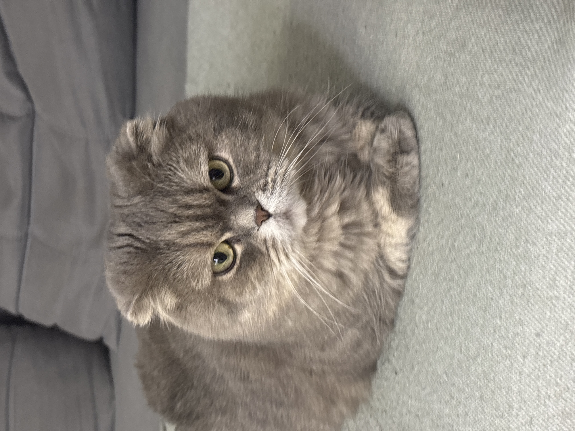 A gray Scottish Fold cat is sitting on a light gray textured surface. The cat is angled to the left. To the left of the cat is a darker gray fabric. The cat's face is visible, with green eyes and white whiskers. The environment appears to be indoors. There is no evidence indicating this photo was taken in Chaikovsky, Russia.