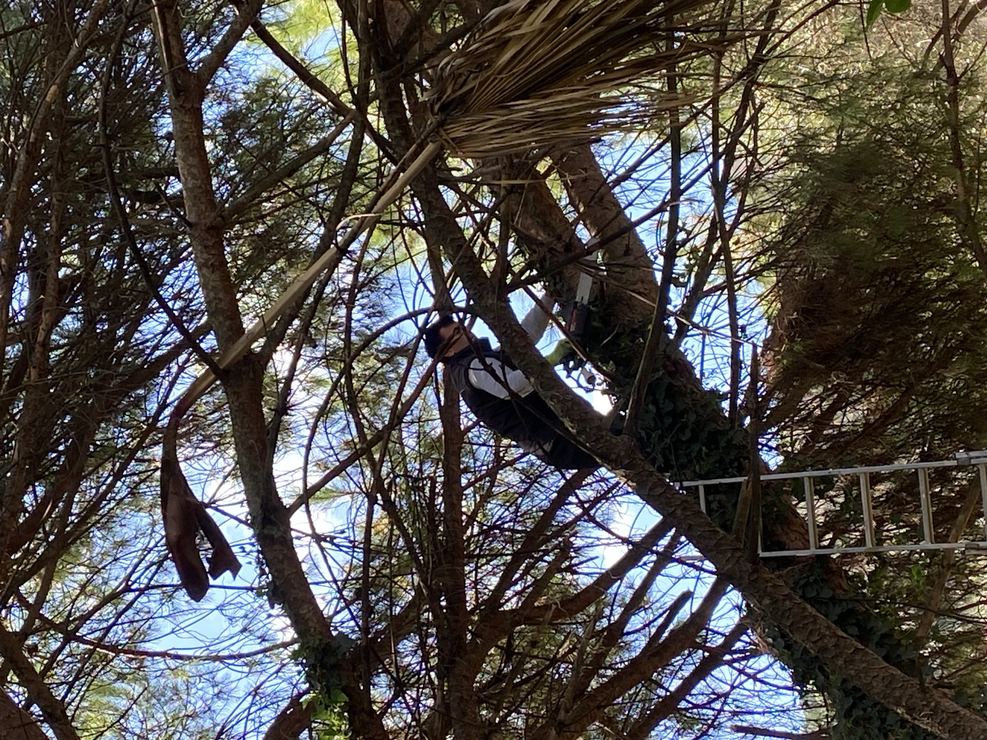 The photograph, taken from a low angle, captures a scene within a densely branched tree against a backdrop of a blue sky. A man is positioned within the tree, appearing to be working or climbing. He is wearing dark-colored pants and a white shirt. A silver ladder is visible, leaning against the tree. The tree is covered in ivy in places. The location is possibly in a wooded area in or near Budva, Montenegro, given the vegetation and landscape characteristics of the region.