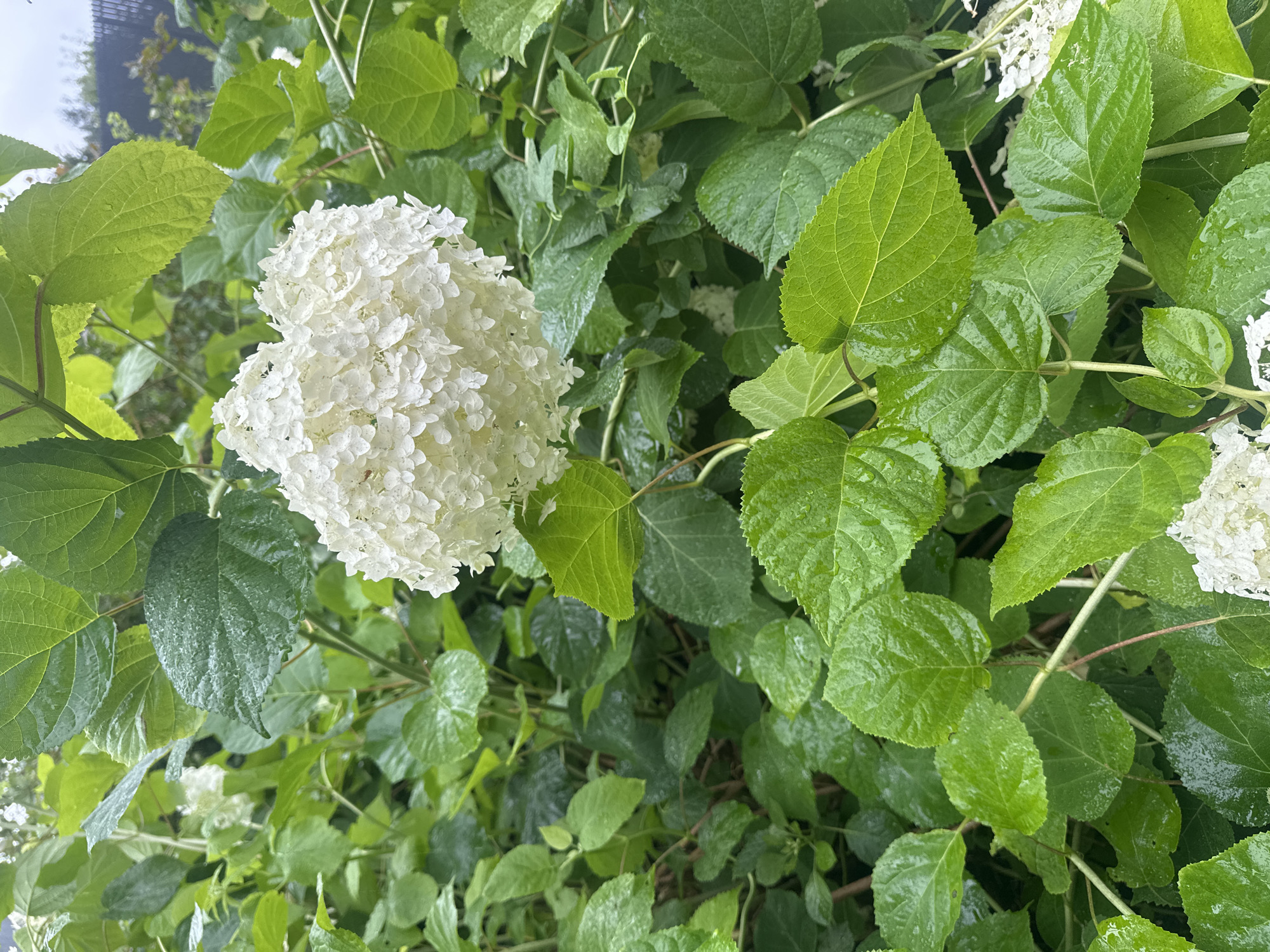 A close-up, eye-level shot showcases a blooming white hydrangea with a large, rounded cluster of small flowers, partially obscured by vibrant green leaves. The leaves, some of which are large and textured, appear wet, with visible water droplets clinging to their surfaces, suggesting recent rain. The background is filled with more greenery, indicating a dense shrub or garden. A hint of a dark fence and overcast sky is visible in the upper right corner. The location is the city of Staritsa, Russia.