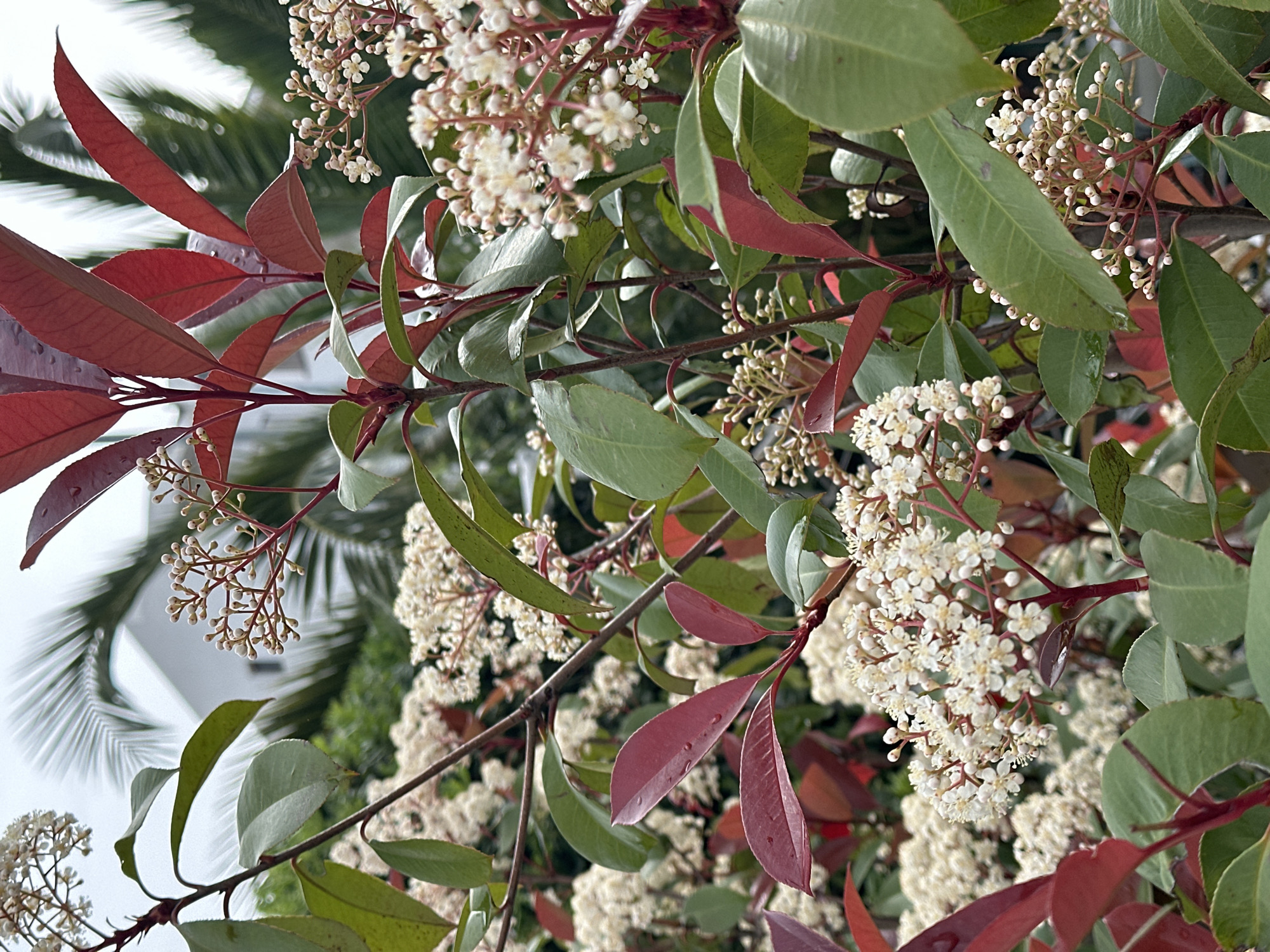 A close-up shot of a plant with red and green leaves and small white flowers, likely in Šušanj, Montenegro. The red leaves are concentrated on the left side of the frame, while the green leaves and white flowers are dispersed throughout. A glimpse of a palm tree and a building can be seen in the blurred background. The foreground is filled with the details of the plant, with the red and green leaves contrasting with the delicate white flowers.