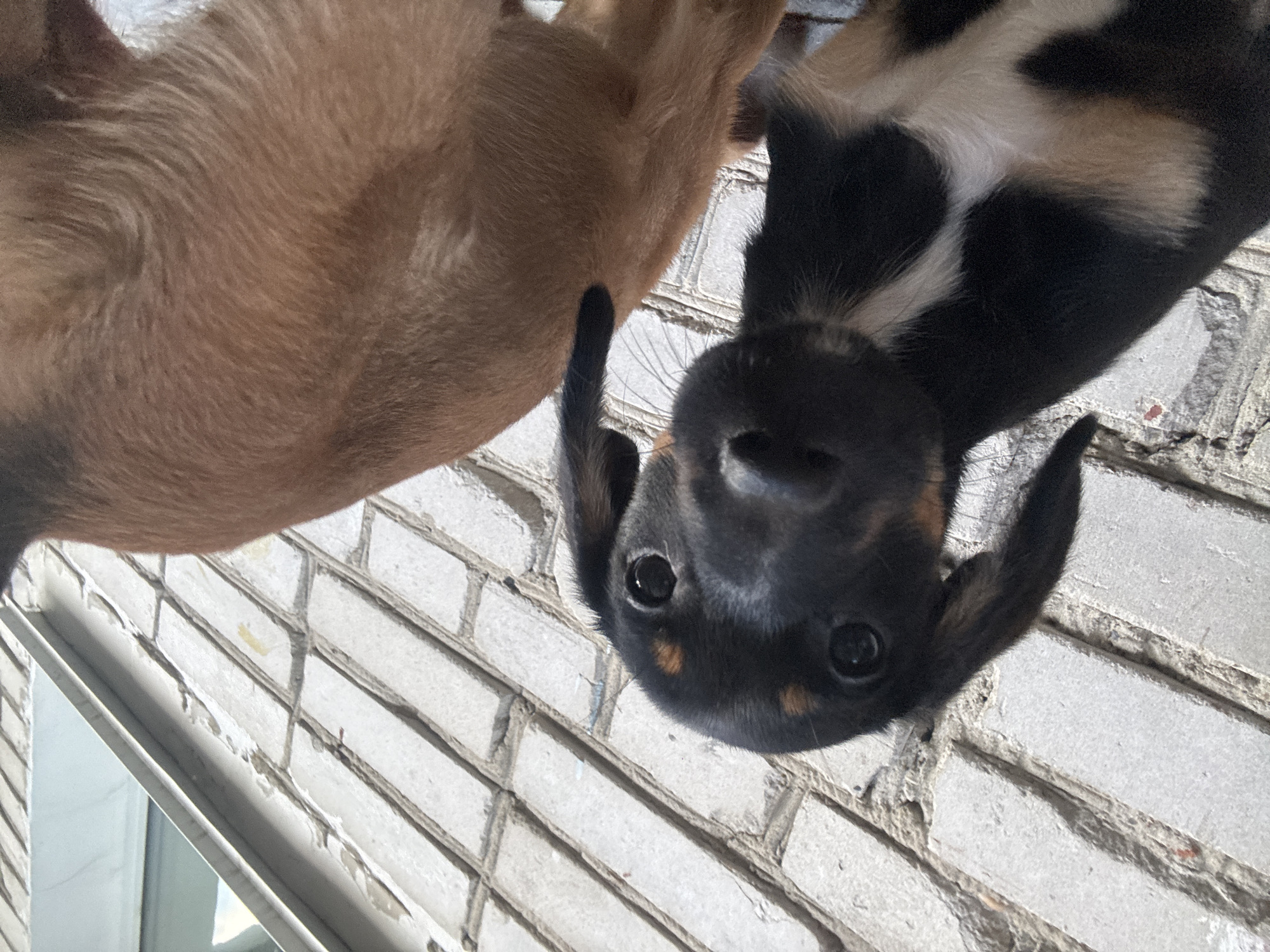 Two puppies are in the foreground, with a brick wall in the background. The puppy on the left is black and tan with a white chest patch and large, dark eyes. It is looking directly at the camera. The puppy on the right is a reddish-brown color and its back is visible. The scene is outdoors, likely in a courtyard or alley, as indicated by the brick wall. The lighting suggests it is daytime. There is no visible indication of the specific location within Birobidzhan, Russia.
