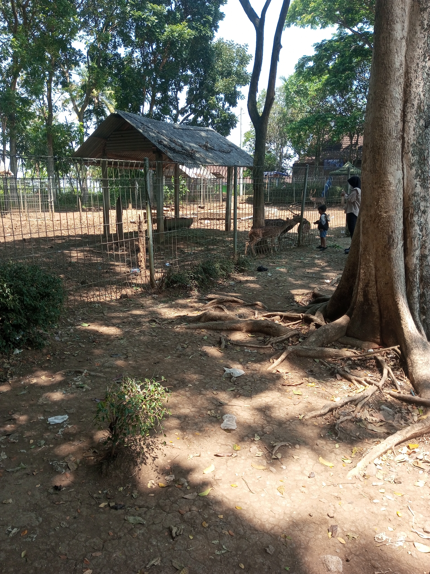 The image depicts an outdoor scene at what appears to be a small zoo or animal enclosure in Klampok, Indonesia. A wire fence encloses an area containing a small, dilapidated shelter with a corrugated metal roof. Inside the enclosure, two deer are visible, one of which is a fawn. A young child and an adult woman are standing outside the fence, interacting with the fawn. The ground is covered in dirt and fallen leaves, with visible tree roots from a large tree to the right of the frame. The environment suggests a warm, sunny day with dappled sunlight filtering through the trees. There is a scattering of litter on the ground, including plastic bags. The background features more trees and some buildings.