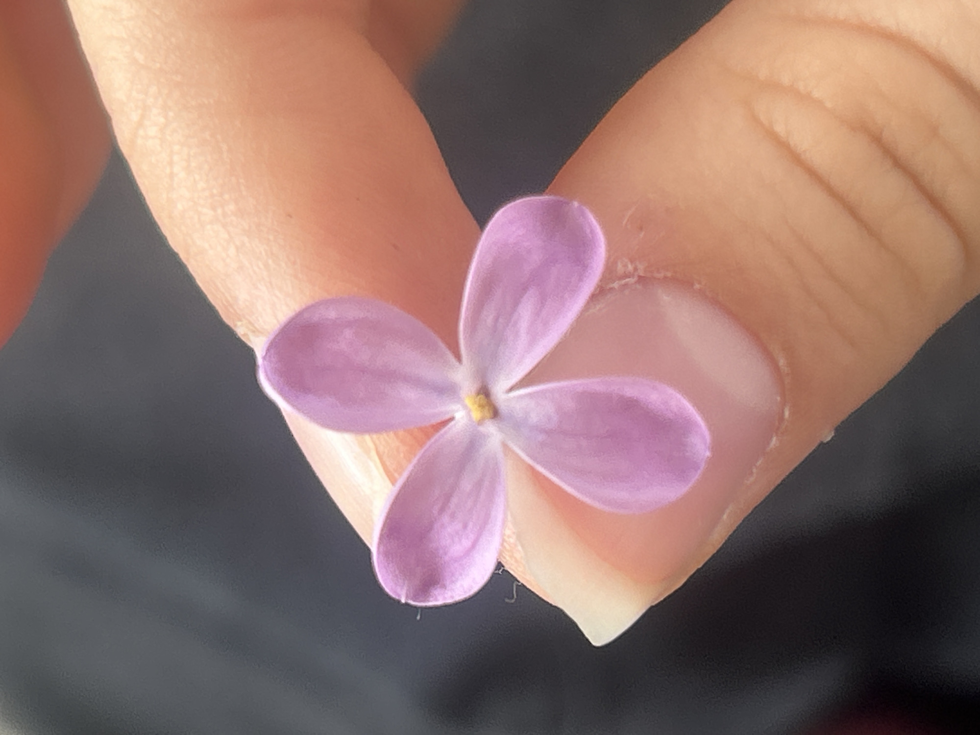 A close-up image shows a hand holding a single, four-petaled, light purple flower. The flower is resting on the tip of the index finger and the thumb. The background is a dark, blurred out color. The image appears to be taken indoors with natural lighting. No location is provided.