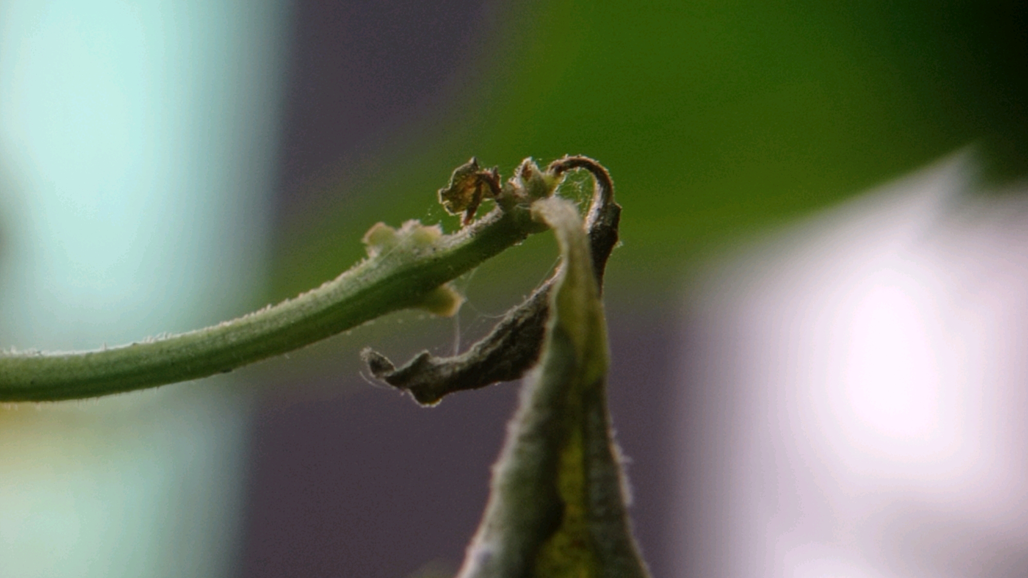 A close-up, macro shot captures the delicate details of a dying plant stem in Mulyoagung, Indonesia. The stem, a vibrant green on the left, gradually transitions to a desiccated brown at the tip on the right, showcasing signs of decay. The plant appears to be on the verge of wilting, with a small, withered leaf or bud clinging to the main stem. The background is a soft blur of muted greens and whites, creating a shallow depth of field that emphasizes the plant's fragility. The scene suggests a natural environment, possibly a garden or a field in Mulyoagung.