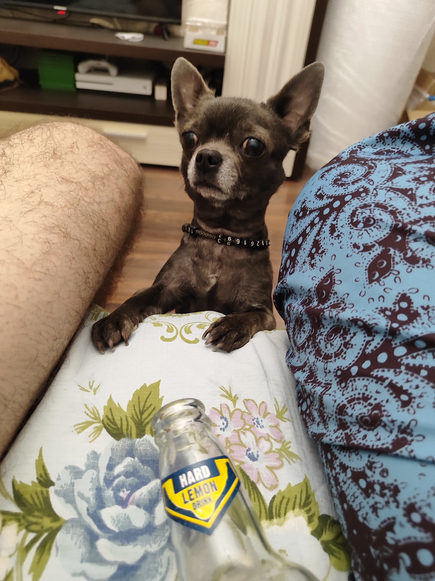 A small, dark-furred dog with large ears sits on a floral-patterned fabric, its front paws resting on the surface. The dog wears a dark collar with numbered beads. To the left of the dog is a person's hairy leg, and to the right is a person wearing a blue garment with a paisley pattern. In the foreground, lying on the floral fabric, is a glass bottle with a yellow and blue label that reads "HARD LEMON DRINK". The background shows a shelf with electronic devices. The scene appears to be indoors, possibly in a living room. The location in Almaty, Kazakhstan is not discernible from the image.
