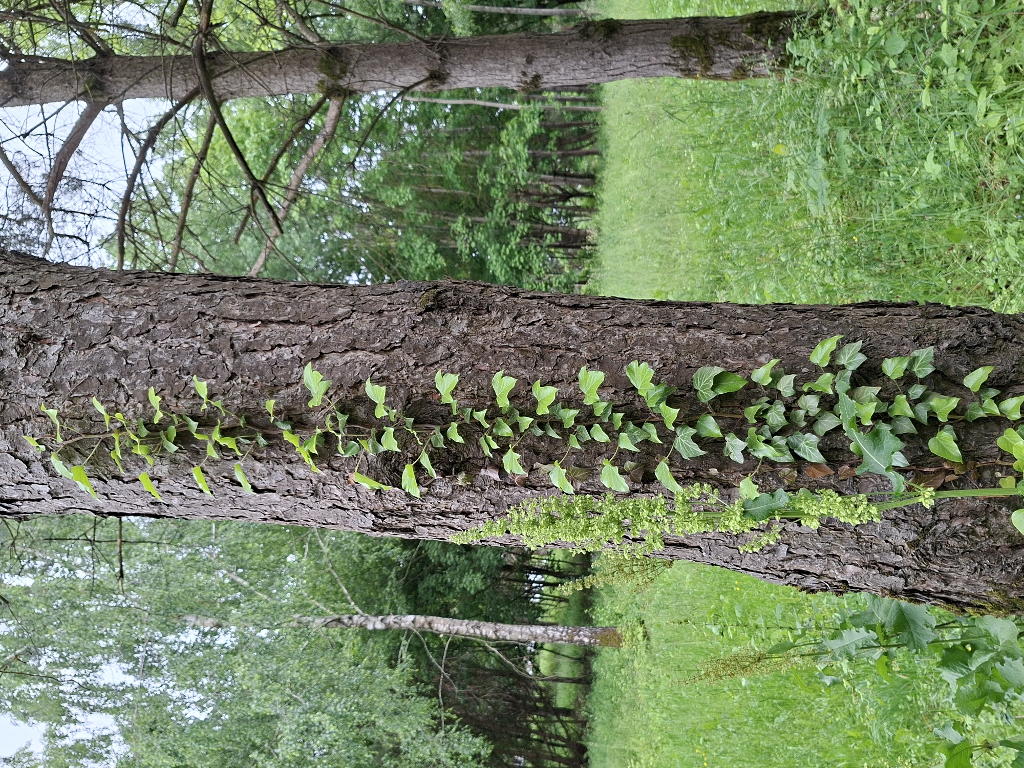 This is a vertical, eye-level medium shot of a tree trunk covered in ivy in a forest setting. The tree trunk is rough and brown, with a string of green ivy leaves climbing up its side. In the background, more trees are visible, creating a dense forest environment. The ground is covered in lush green grass. The lighting suggests it is daytime, and the overall mood is tranquil and natural. No people or text are visible in the image. The location context indicates this is likely Alytus, Lithuania.