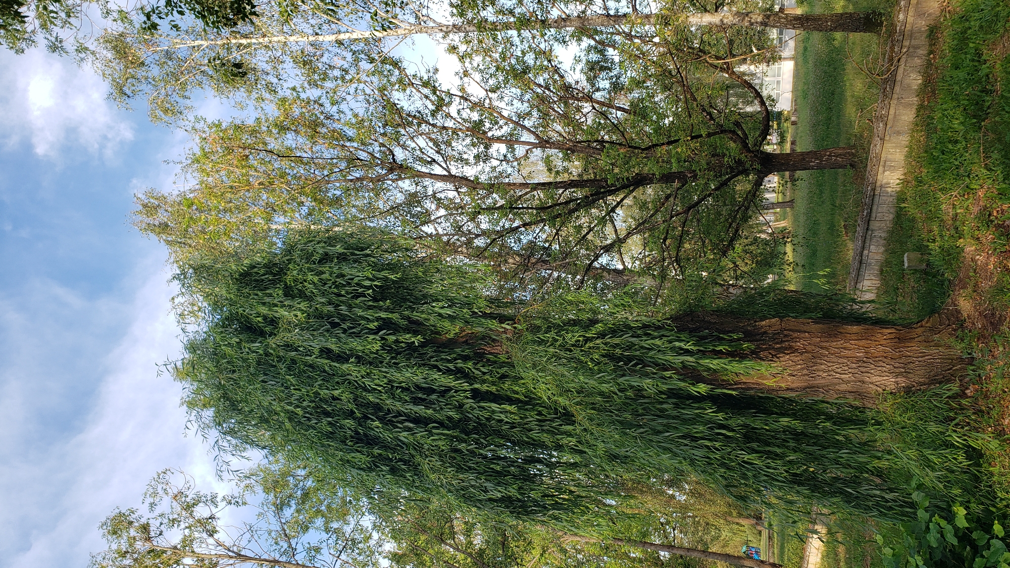 A weeping willow tree with a thick, textured trunk stands prominently in the foreground, its long, green, drooping branches creating a curtain-like effect. Behind it, several other trees, including what appear to be birch trees with white bark, are visible, their branches and leaves forming a dense canopy. The scene is set in a park-like environment with a strip of grass and a concrete low wall or planter box running horizontally through the midground. Further in the background, a building with a white facade and multiple windows can be seen, suggesting an urban or suburban setting. The sky above is blue with wispy white clouds, indicating fair weather. The image was captured in the city of Prešov, Slovakia, near the residential area called Sídlisko III, along the street of Šmeralova.