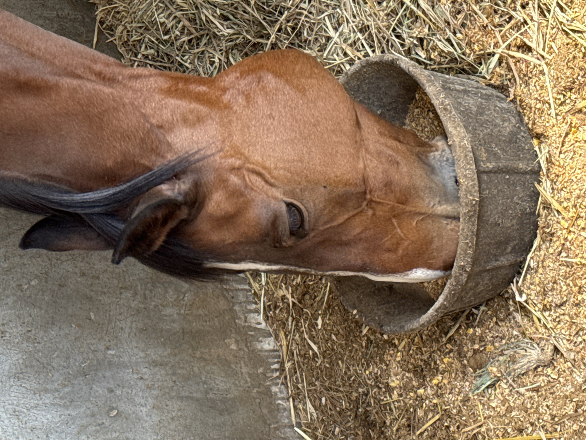 The image depicts a brown horse eating from a grey trough filled with feed. The horse's head is deeply immersed in the trough. The ground around the trough is covered with hay and scattered feed. The location is San Jerónimo Tecuanipan, Mexico.