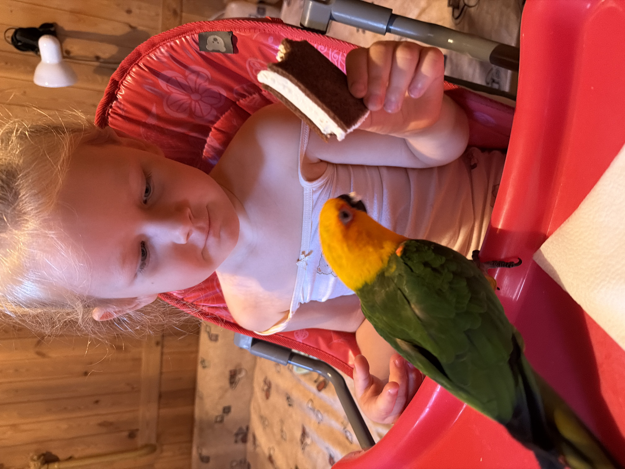 In Udelnaya, Russia, a young Caucasian girl with blonde hair is seated in a red high chair, holding a bite-sized ice cream sandwich. A green and yellow bird, likely a conure, is perched on the edge of the high chair tray, appearing to observe the girl and her treat. The background consists of a wooden wall and a patterned blanket.