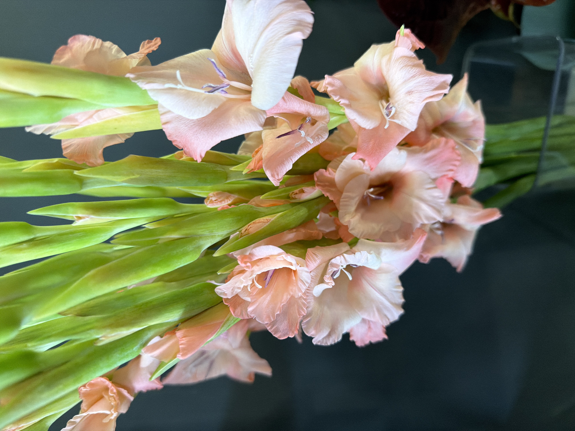 A bouquet of gladiolus flowers with pale pink and peach petals and green stalks is displayed in a clear glass vase against a dark, out-of-focus background. The flowers are arranged in a tight cluster, with some blooms fully open and others still in bud. The lighting highlights the delicate texture of the petals and the vibrant green of the stalks. The vase is visible at the bottom of the frame, holding the flowers upright. The scene appears to be indoors, likely in a home or studio setting. The overall impression is one of natural beauty and delicate elegance.