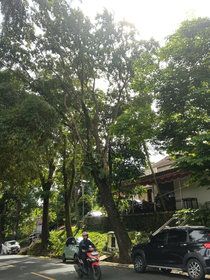 A street scene features a lush canopy of trees overhead. Sunlight filters through the leaves, creating dappled light. A road runs along the side, where a black SUV is parked next to a tree. A green car and a white SUV are also seen along the side of the road. A motorcyclist in a dark jacket and pink helmet rides along the asphalt. A building with a red awning sits on a rise in the background.