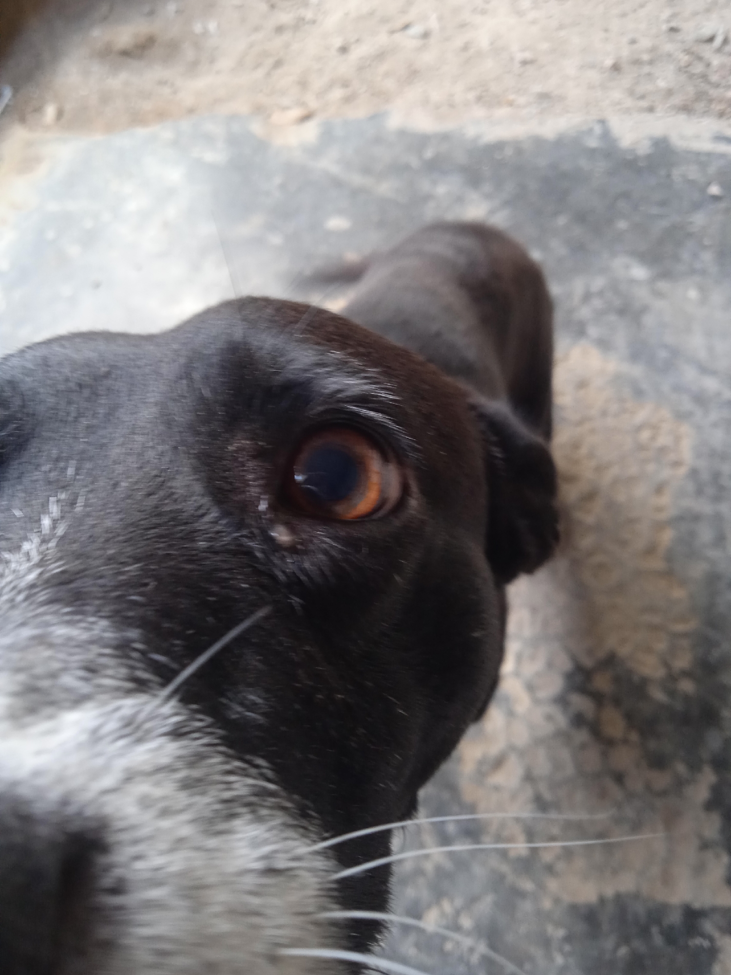A close-up, eye-level, slightly upward-angled shot focuses on the head of a black and grey dog. The dog's left eye, a prominent amber color with a dark pupil, is clearly visible in the center of the frame. The fur around the eye is black, and a white patch of fur is visible on the snout. The dog's body extends away from the camera, out of focus. The background consists of a textured, mottled grey and beige surface, possibly concrete or pavement, with some dirt or dust scattered on it. The image appears to have been taken outdoors.