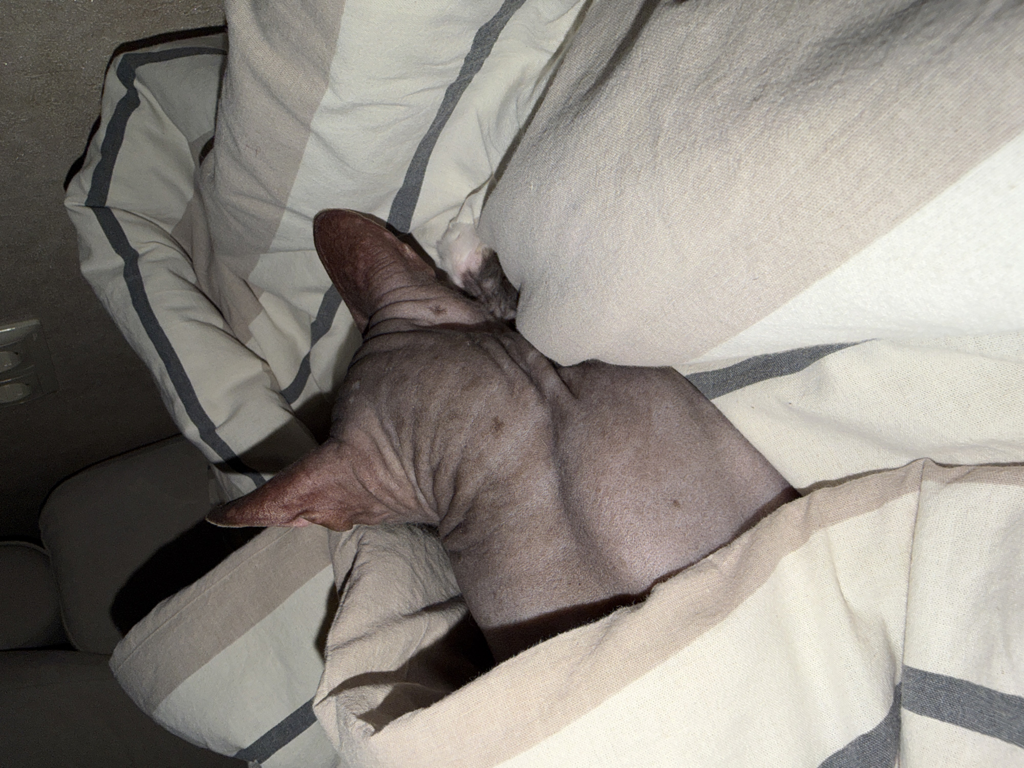 An overhead shot captures a hairless cat, likely a Sphynx, resting comfortably in bed. The cat's body is partially covered by striped bedding, with its head and upper back visible. Its skin is a mottled reddish-brown and greyish-pink, with characteristic wrinkles and a few darker spots. The cat's large, pointed ears are prominent, and its head is turned away from the viewer, nestled into what appears to be a pillow. A small, lighter-colored, possibly furrier part of the cat is barely visible near its head, tucked under the bedding.
The bedding consists of light-colored fabric—white, beige, and light grey—with distinct dark grey stripes, creating a soft and cozy environment. The cat appears to be deeply snuggled and at ease. The background suggests an indoor bedroom setting, with faint outlines of furniture or wall behind the bed. The lighting is somewhat dim, casting subtle shadows, which could indicate nighttime or a low-light room. No text is visible in the image. The scene conveys a sense of peace and comfort in what is understood to be Izhevsk, Russia.