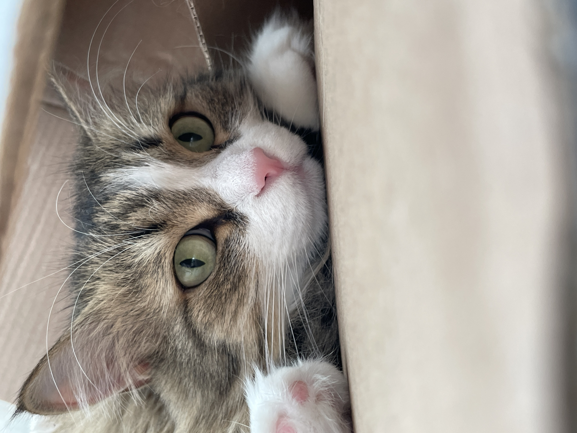 A close-up, angled shot captures a cat peering out of a cardboard box. The cat has light green eyes, a pink nose, and white paws. Its fur is a mix of brown, gray, and white. The cat's head is tilted, and it appears to be looking directly at the viewer. The box is made of light brown cardboard and partially obscures the cat's body. The location is not provided in the image.