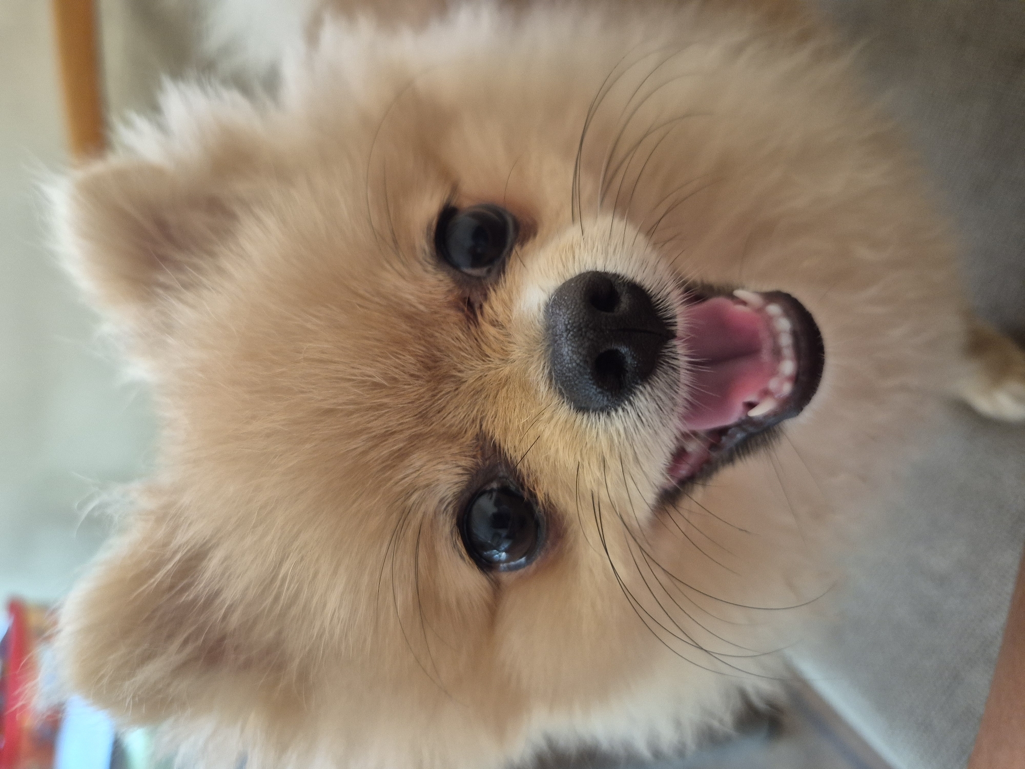 This is a close-up, overhead, portrait-style photograph of a Pomeranian dog. The dog has light brown fur and appears to be panting with its mouth open, revealing its pink tongue and white teeth. Its black nose is prominent, and its dark eyes are looking directly at the camera. Long, black whiskers extend from its muzzle. The background is blurred and appears to be indoors, with a hint of a light-colored surface and a vertical element that could be a piece of furniture or a support beam. The lighting suggests it is daytime. The image does not contain any visible text. The location context is Burgas, Bulgaria.