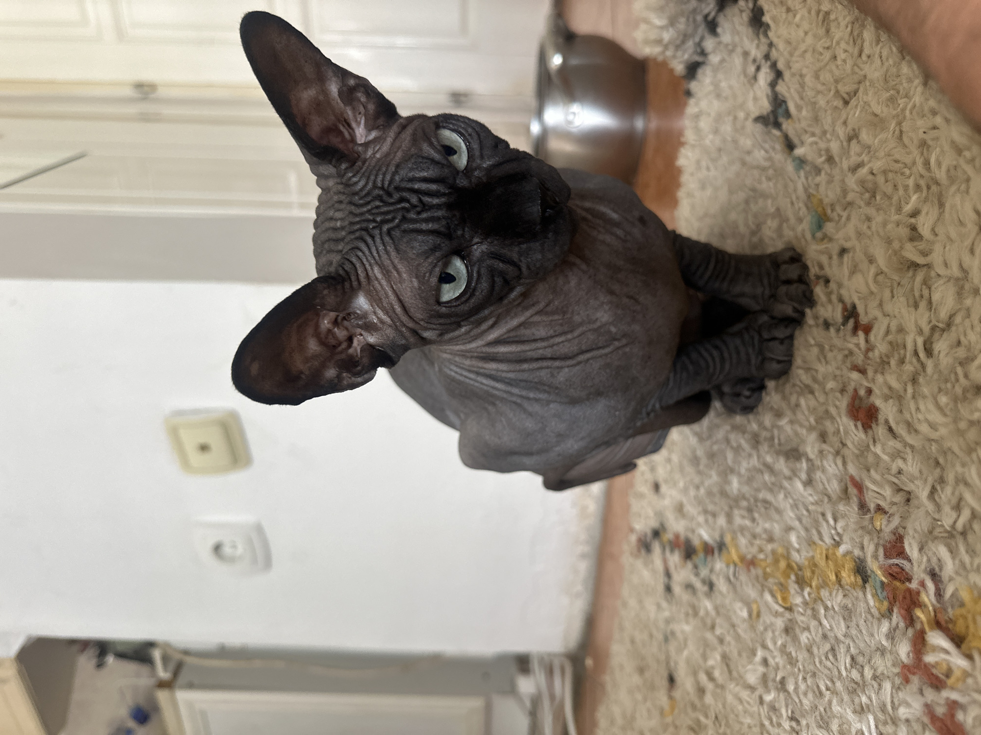 A hairless, dark gray Sphynx cat with light green eyes is sitting on a beige shag rug. The cat is indoors, near a white wall with two electrical outlets. The cat's food or water bowl is visible in the background. The photo appears to be taken at a tilted angle. The location is Budva, Montenegro, but there is no geographic evidence to confirm the location.