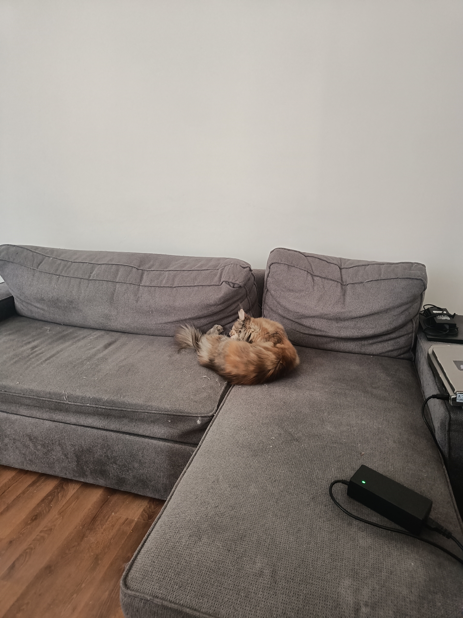 An orange-brown cat is curled up asleep on a grey sectional couch. The couch is positioned against a white wall. To the right of the couch, on a small side table, are a laptop and a black power adapter with a green indicator light. The floor is made of wood. The scene appears to be in a residential setting in Leuven, Belgium.
