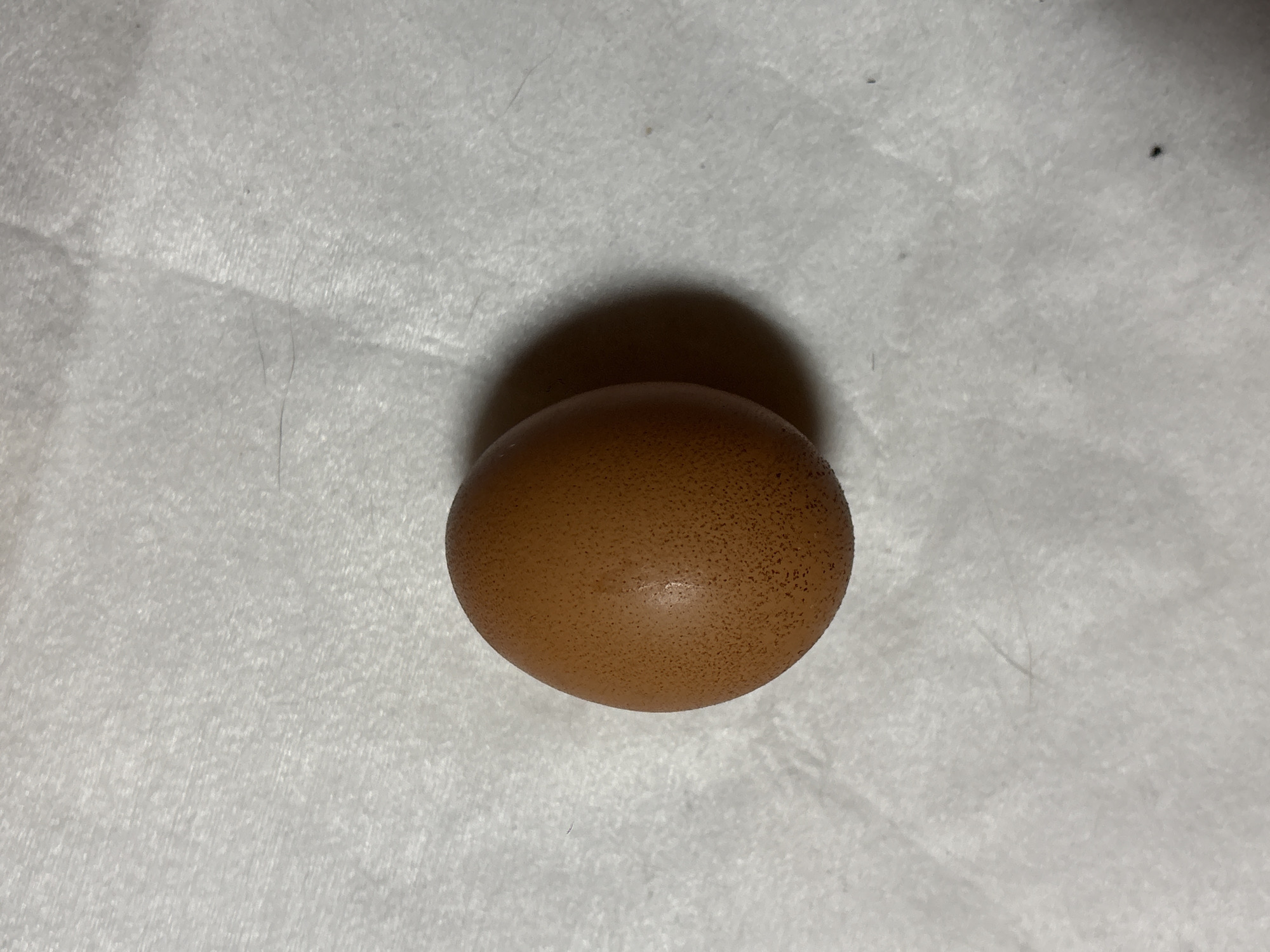 The image prominently features a single brown egg resting on a white, textured surface. The egg is centrally located, appearing oblong with a slightly wider end and a narrower end. Its shell has a warm, medium brown hue and is covered with subtle, darker brown speckles, giving it a somewhat mottled appearance. A faint, slightly irregular line or minor imperfection is visible across the mid-section of the eggshell.
The egg casts a distinct, dark shadow behind and beneath it, indicating a primary light source positioned from the front-top.
The background consists of a soft, off-white material, likely a paper towel or a piece of crumpled fabric, as suggested by its irregular folds and textured surface. Scattered across this white surface are several tiny, dark specks and a few thin, dark hair-like strands. These details are more apparent in the provided cropped sections, highlighting the slightly soiled nature of the surface.
There is no activity or event taking place, as the image captures a static arrangement. No people are present, and there is no visible text. The time of day and weather cannot be determined. While the context mentions Dolna Banya, Bulgaria, there are no visual cues within the image itself to suggest this specific location.