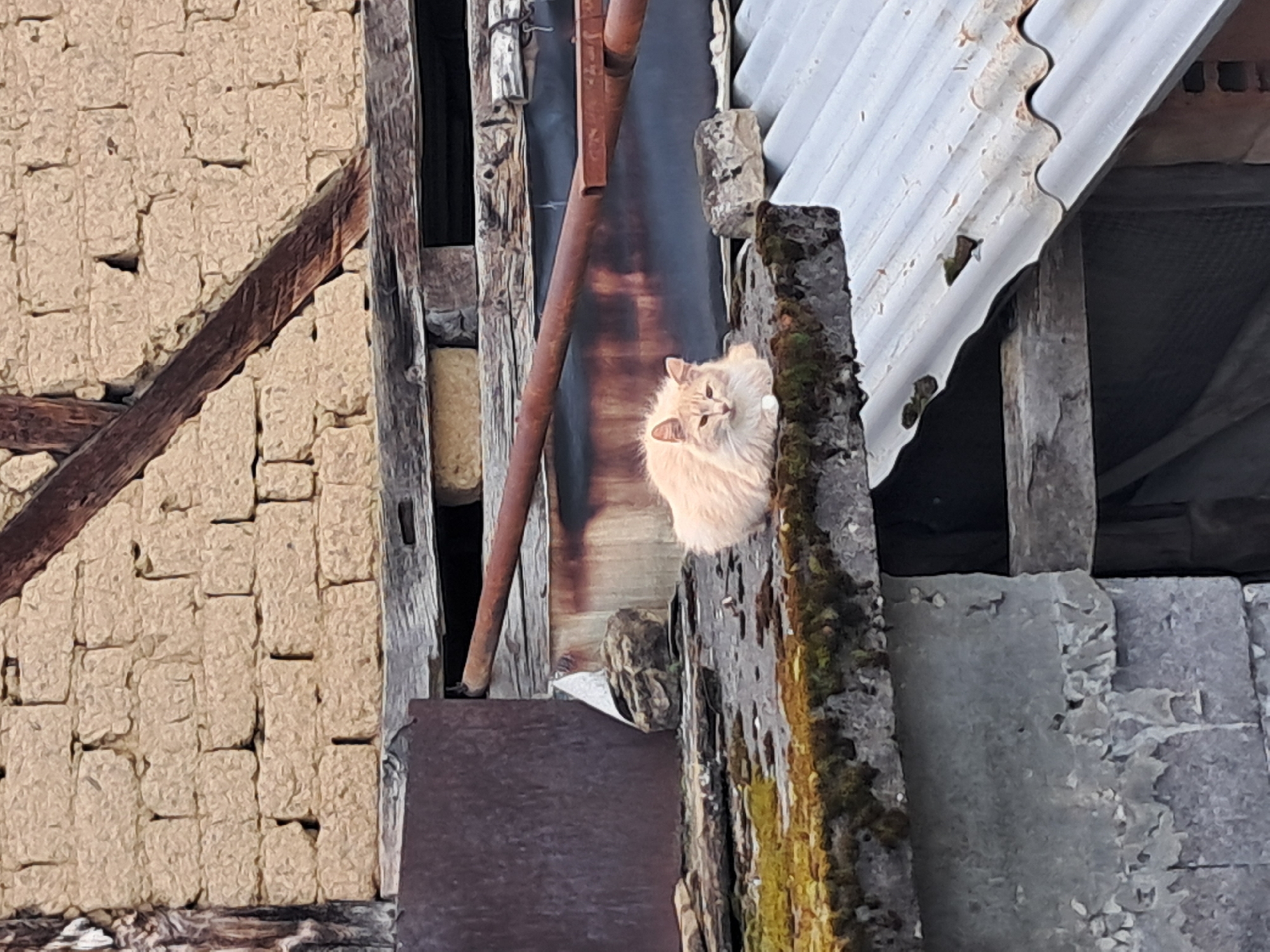 A tan cat is perched on a weathered, moss-covered concrete structure in Seykovtsi, Bulgaria. The cat is partially obscured by the structure. Behind the cat is a rusty metal pipe and a wooden beam. The background includes a wall made of rough-hewn stones and a corrugated metal roof.