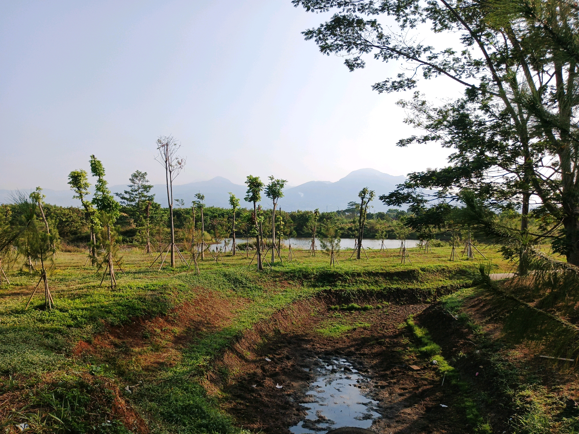 The image depicts an outdoor scene with a gentle slope leading down to a body of water in the background. In the foreground, a dry, muddy ditch with some standing water is visible, suggesting recent or ongoing excavation or drainage work. The surrounding ground is covered in green grass and soil, with some areas of exposed red earth. Young trees, supported by wooden stakes, are planted in rows across the landscape, some of which are still in their early stages of growth. In the distance, beyond the trees and water, a range of mountains is visible under a clear, pale sky. The overall impression is of a developing park or landscaped area. The image location is stated to be in the city of Bandung, Indonesia. No people or animals are present in the image.