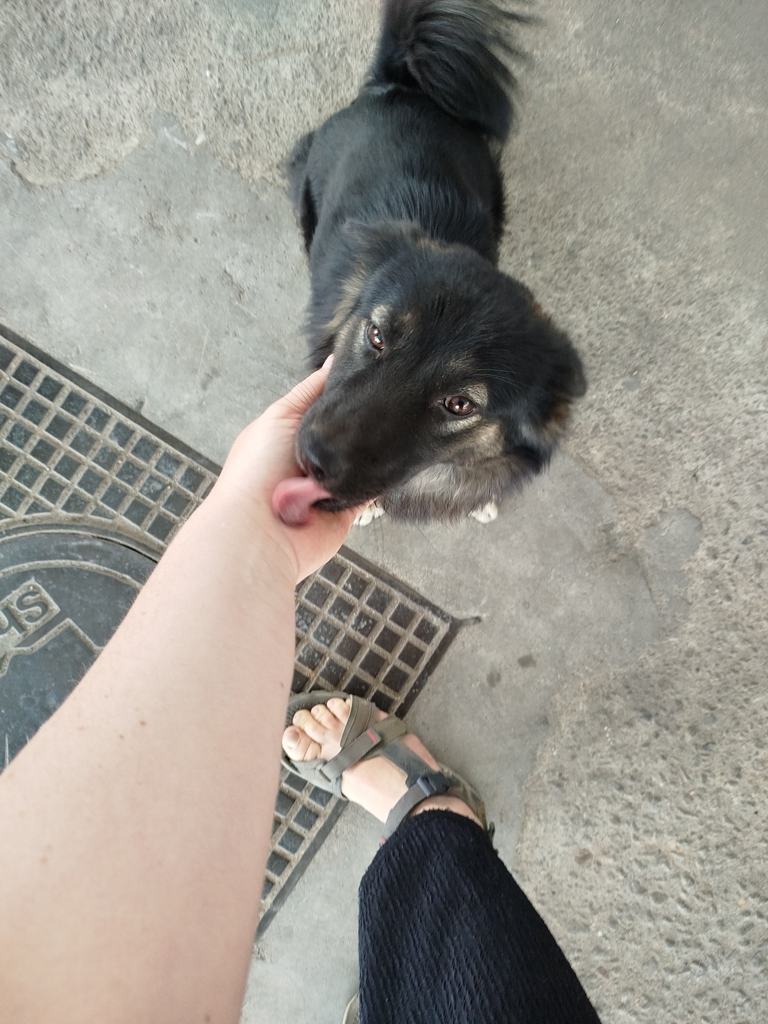The photograph shows a person’s arm extended toward a black and brown medium-sized dog that is licking the person’s hand. The person is wearing a black fabric garment and an olive-green sandal on their foot. The location is potentially in the city of Da Lat, Vietnam, judging by the typical street fixtures; the person and the dog stand on a concrete surface that is next to a metal drain cover.