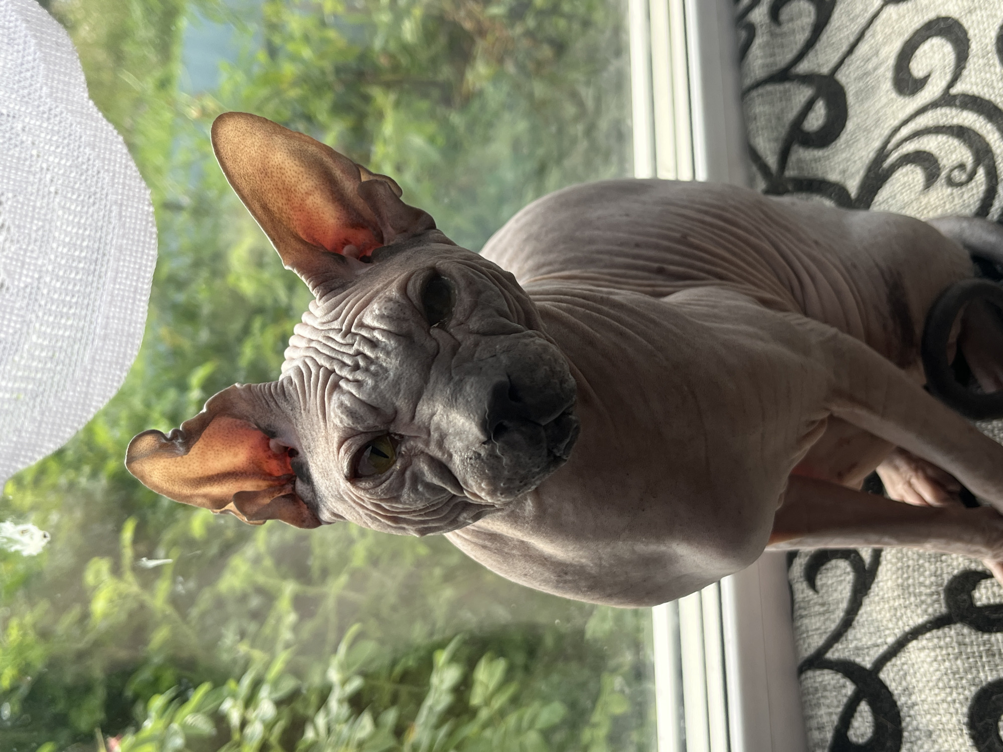 A hairless cat, likely a Sphynx breed, is seated on a patterned cushion in front of a window. The cat has wrinkled skin, large ears, and yellow-green eyes. It is looking directly at the camera with its head tilted slightly. The window behind the cat offers a view of lush green foliage, suggesting an outdoor environment. A white, translucent curtain is visible at the top of the window. The scene is brightly lit, possibly by natural sunlight. The photograph does not contain any elements that would specifically place it in Nizhny Tagil, Russia.