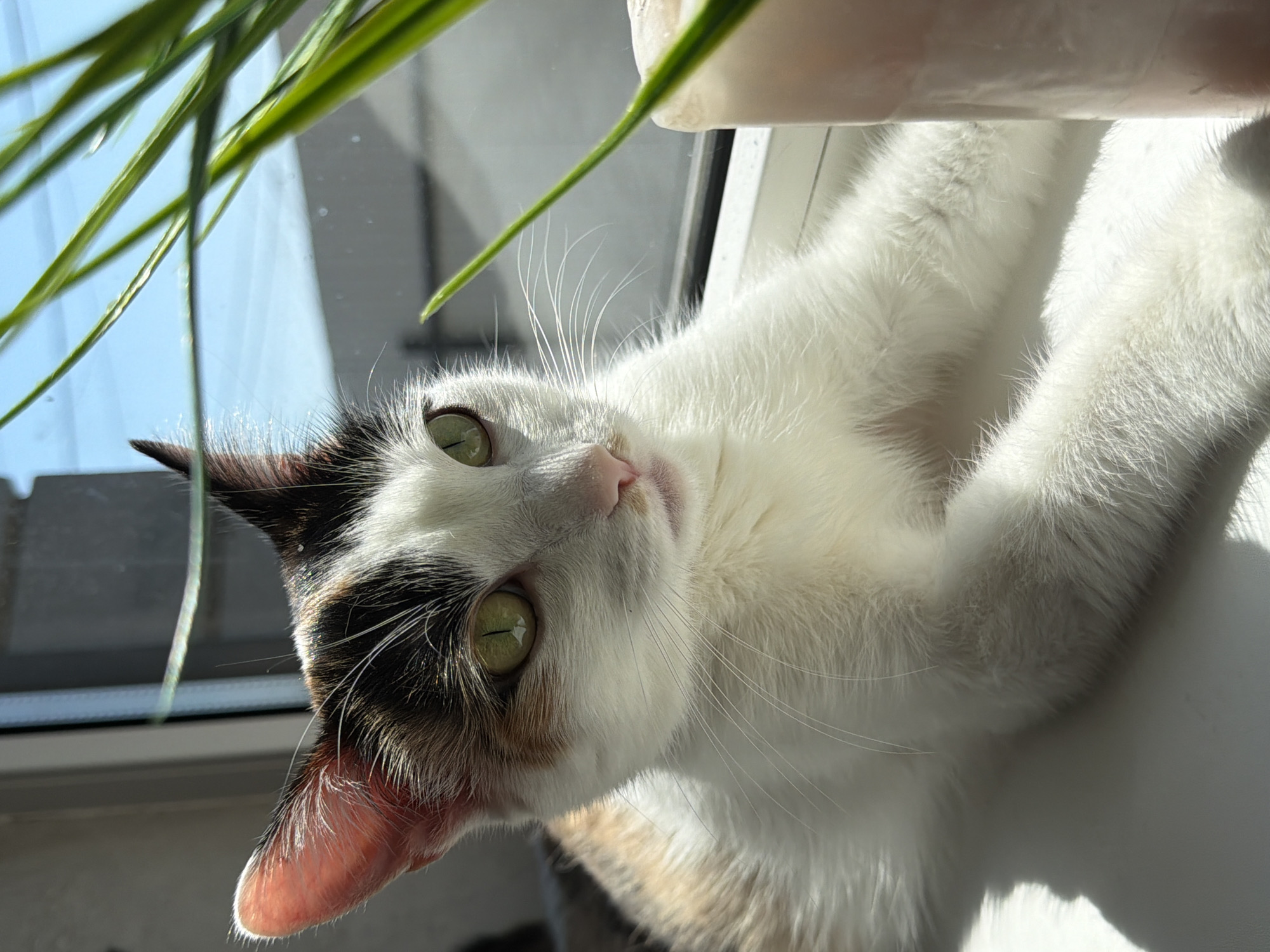 A calico cat is lying on its back, partially in sunlight, with its paws up near the top right of the frame. The cat is looking towards the camera with light green eyes. Some green plant leaves are visible in the upper left and top center of the image, obscuring part of the window behind. A white windowsill is visible. The location is not determinable from the image.