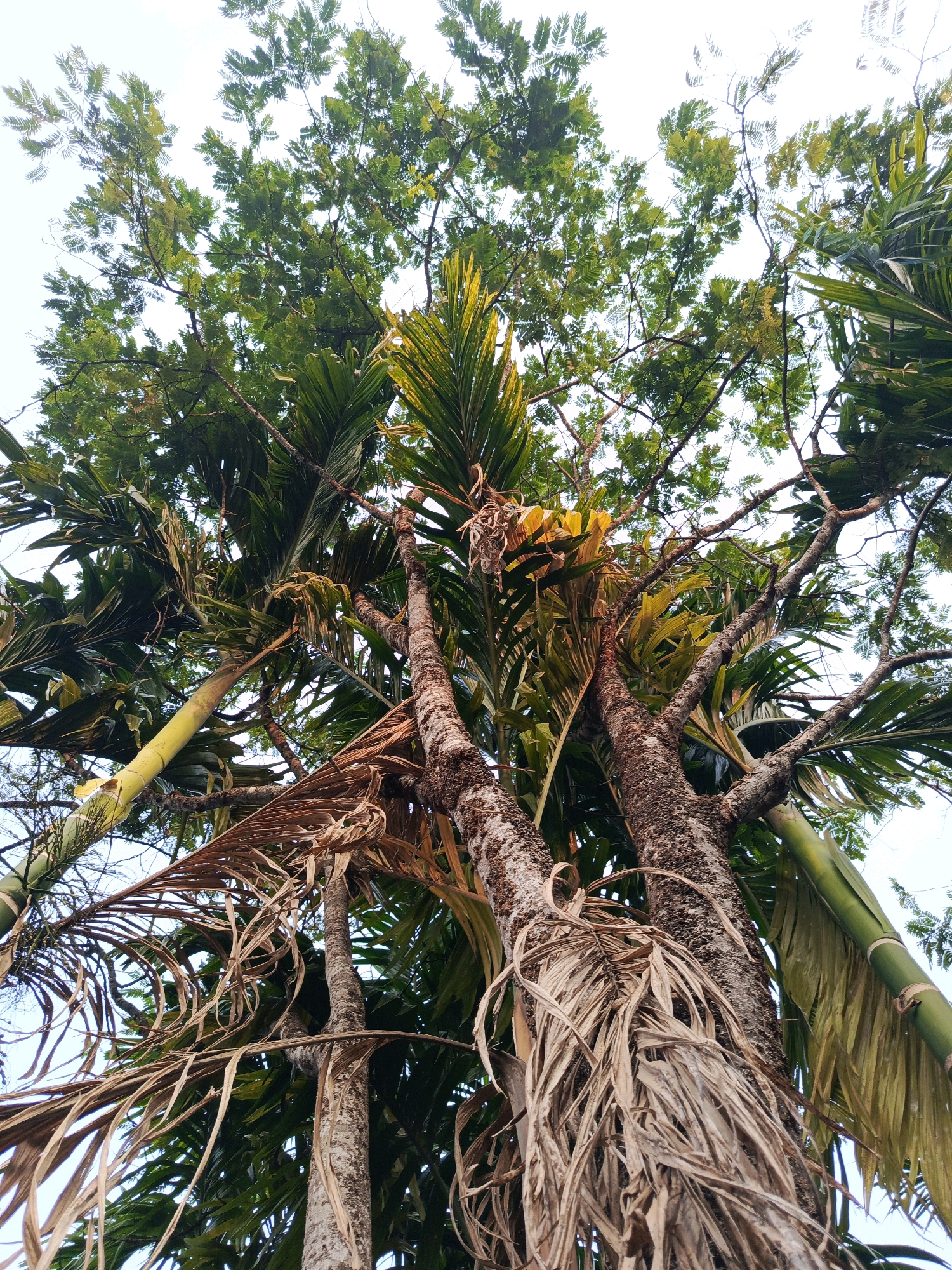 An upward shot captures the canopy of several palm trees against a bright, overcast sky. The trunks are rough and textured, with patches of lichen or moss. Dead, dried palm fronds hang in wispy clusters from the branches, contrasting with the vibrant green, feathery leaves of the living fronds. One prominent trunk displays a section of a thick, green bamboo stalk on the right side of the frame. The image appears to be taken in the city of Megang Sakti I, Indonesia, likely in a tropical or subtropical environment where palm trees and bamboo are common.