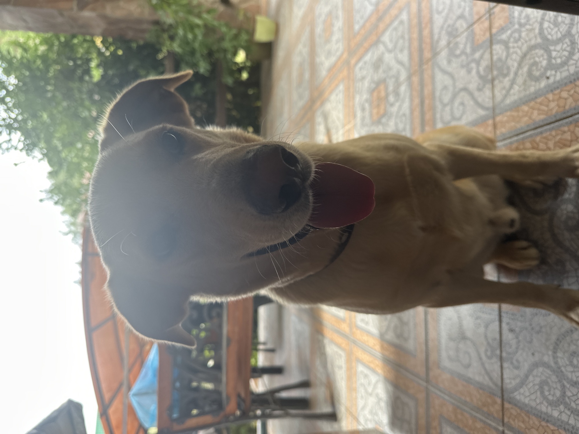 A light brown dog sits on a tiled floor, its tongue hanging out. The dog is facing the camera directly. In the background, an orange awning is visible over a wooden bench. Green trees and plants are in the distance. The scene appears to be outdoors, possibly a patio or porch.