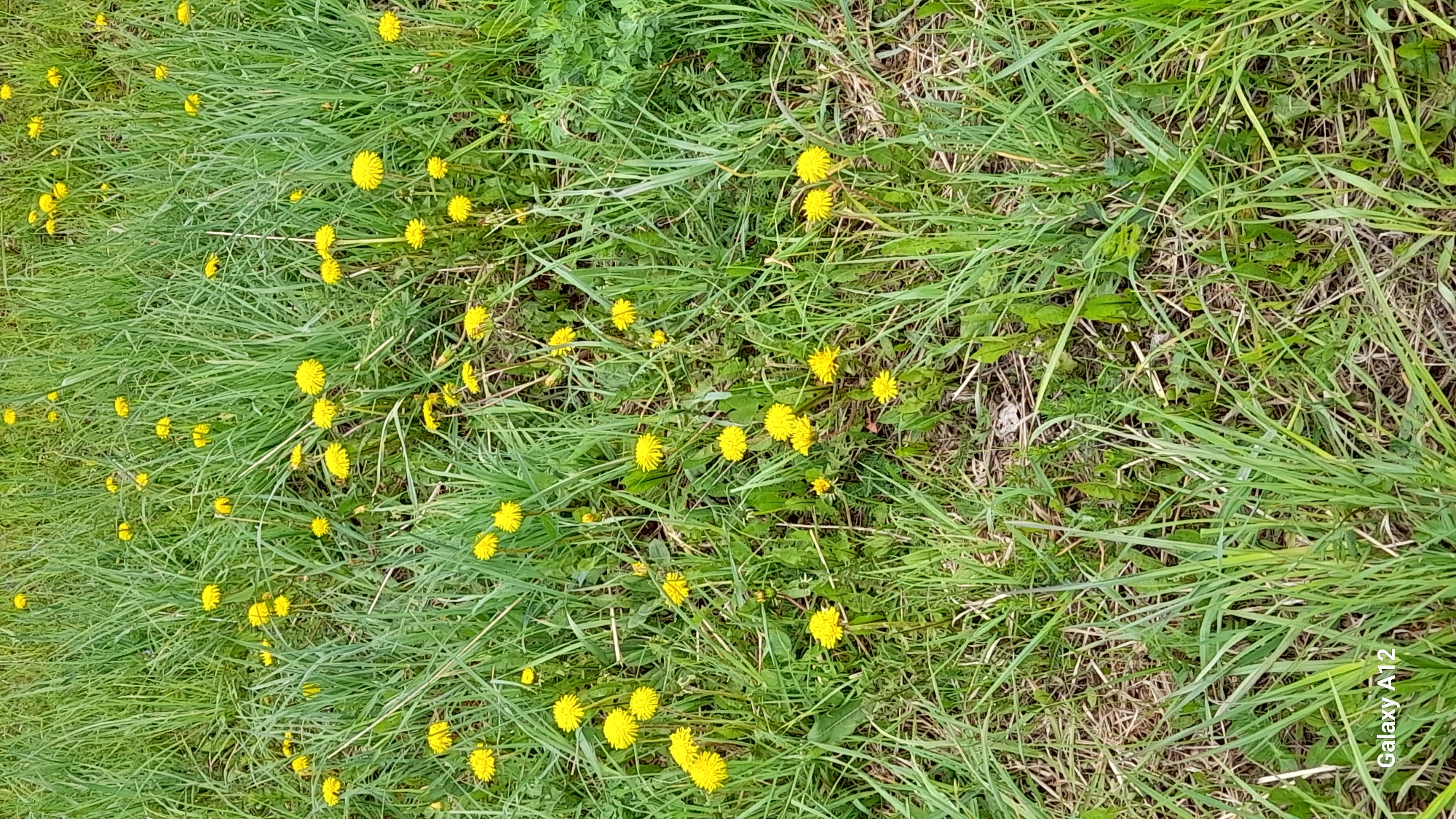 The image depicts a patch of grass with numerous yellow dandelions scattered throughout. The grass is green and appears to be relatively tall. There are no people, subjects, objects, or actions visible other than the presence of dandelions and grass. There is no indication of a city or location, only a natural environment of grass and dandelions. The camera model is indicated as Galaxy A12, which is irrelevant to the scene itself. There are no indications of Markovskii, Russia.
