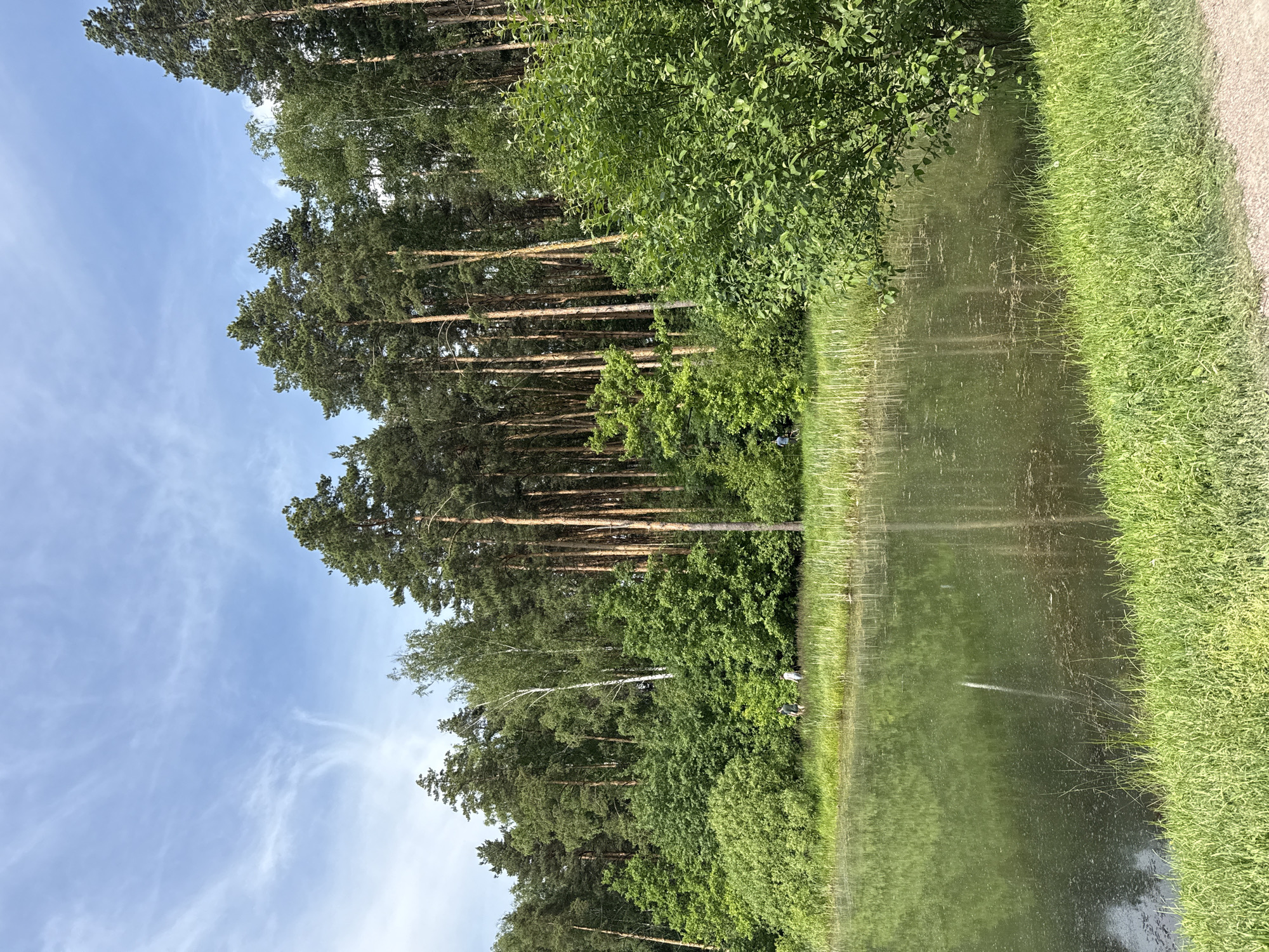 The image displays a natural landscape featuring a still body of water, likely a pond or small lake, bordered by a dense forest under a sky with scattered, wispy clouds. The location is the city of Scolkovo, Russia.
The sky occupies the upper portion of the frame, exhibiting a clear, light blue hue with thin, elongated white clouds. A prominent forest stretches along the far bank of the water body, characterized by numerous tall trees. The forest is predominantly coniferous, with visible straight, reddish-brown trunks and dark green foliage typical of pine trees. Several deciduous trees are also present, including a distinctive birch with white bark positioned towards the center-left of the far bank. The undergrowth is lush and green.
The water itself is a murky green, with visible patches of algae or floating vegetation on its surface. Faint reflections of the trees and sky are discernible. The immediate foreground features a strip of vibrant green grass, which transitions into a light-colored dirt or gravel path at the bottom right. The far bank's edge is also grassy, with taller reeds and aquatic plants growing near the water.
Three individuals are visible on the far bank, near the water's edge. One person, clad in a blue top, is positioned towards the left side of the bank. Two other individuals are located more centrally; one appears to be wearing dark clothing, and the other lighter attire. Their actions are not precisely discernible, but they appear to be standing or casually moving along the bank.