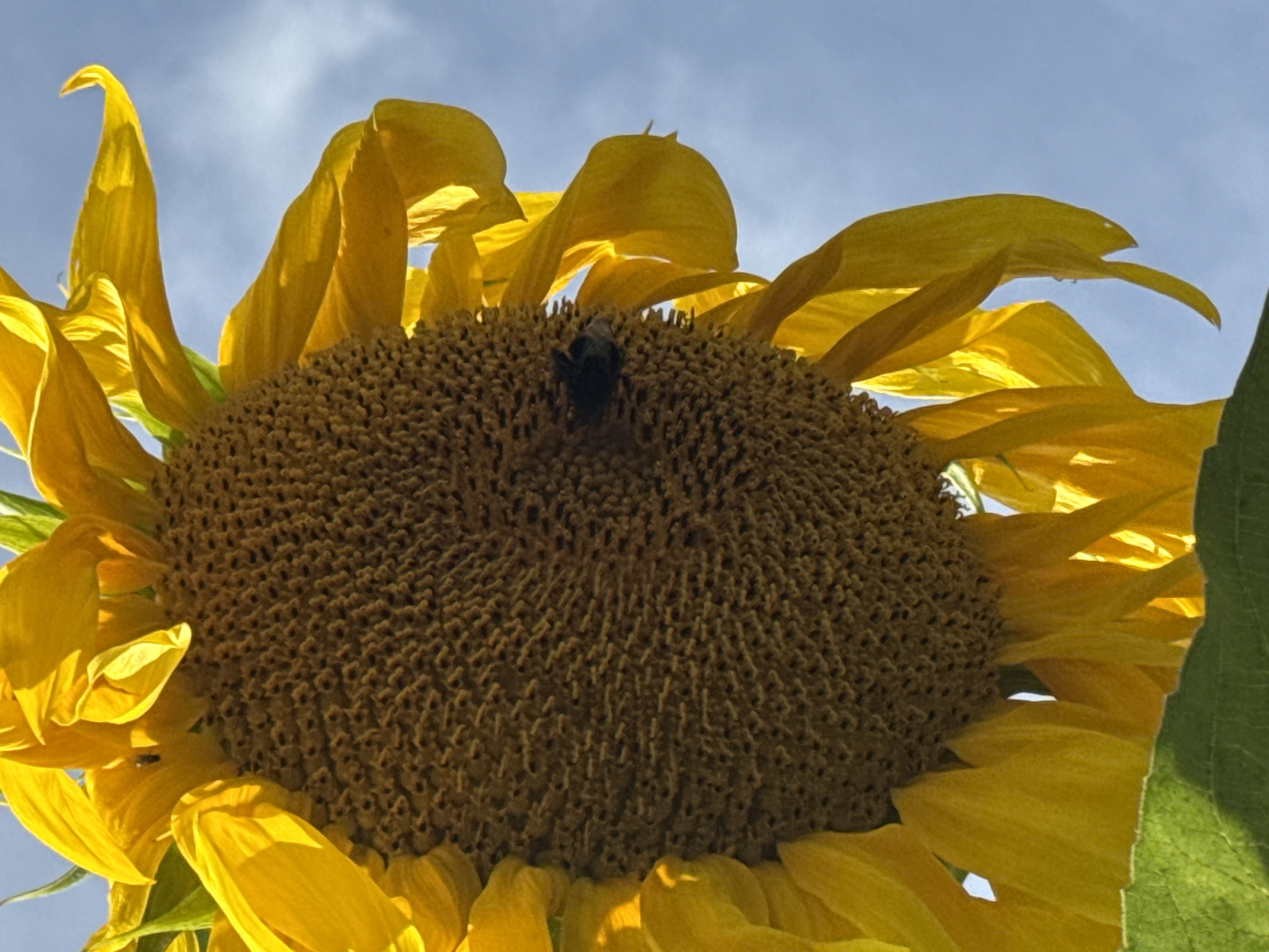 The image shows a close-up of a sunflower with a bumblebee on its center. The sunflower's yellow petals are bright and vibrant, with some appearing slightly wilted. The center is filled with seeds, and the bumblebee is positioned on the seeds, appearing to be collecting pollen. The background is a clear blue sky with some wispy clouds. The lighting suggests it is daytime. There is no information in the image that indicates its location in Chaikovsky, Russia.