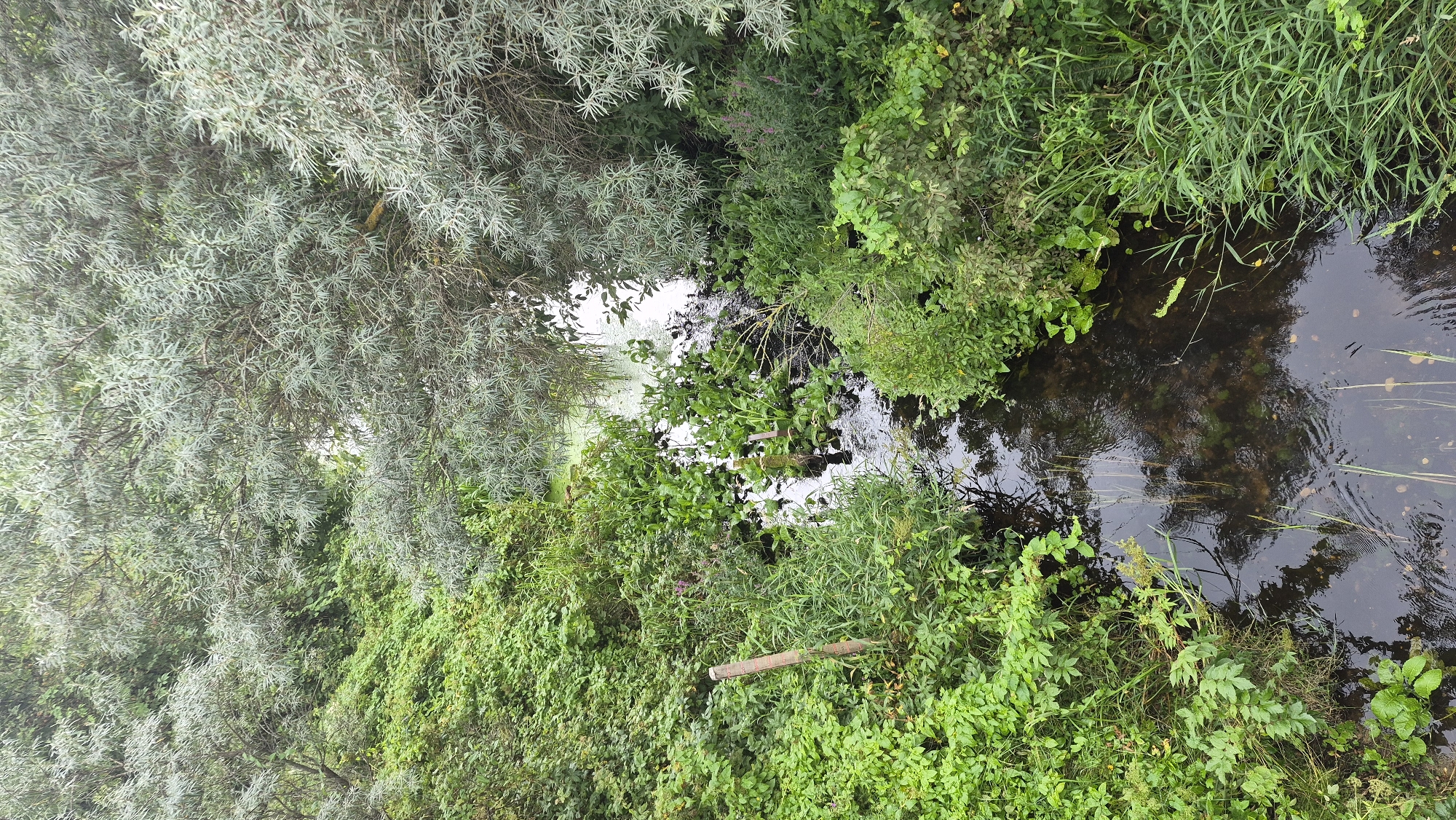 An overhead view of a narrow, winding stream is captured in this image. The water is dark and reflects the overcast sky and surrounding foliage. Dense green vegetation, including leafy bushes, tall grasses, and aquatic plants, crowds the banks of the stream. A few weathered wooden posts are partially submerged in the water and along the edges. Overhanging the stream from the top and sides are branches of a tree with silvery-green, elongated leaves. The overall scene is one of lush, untamed nature.