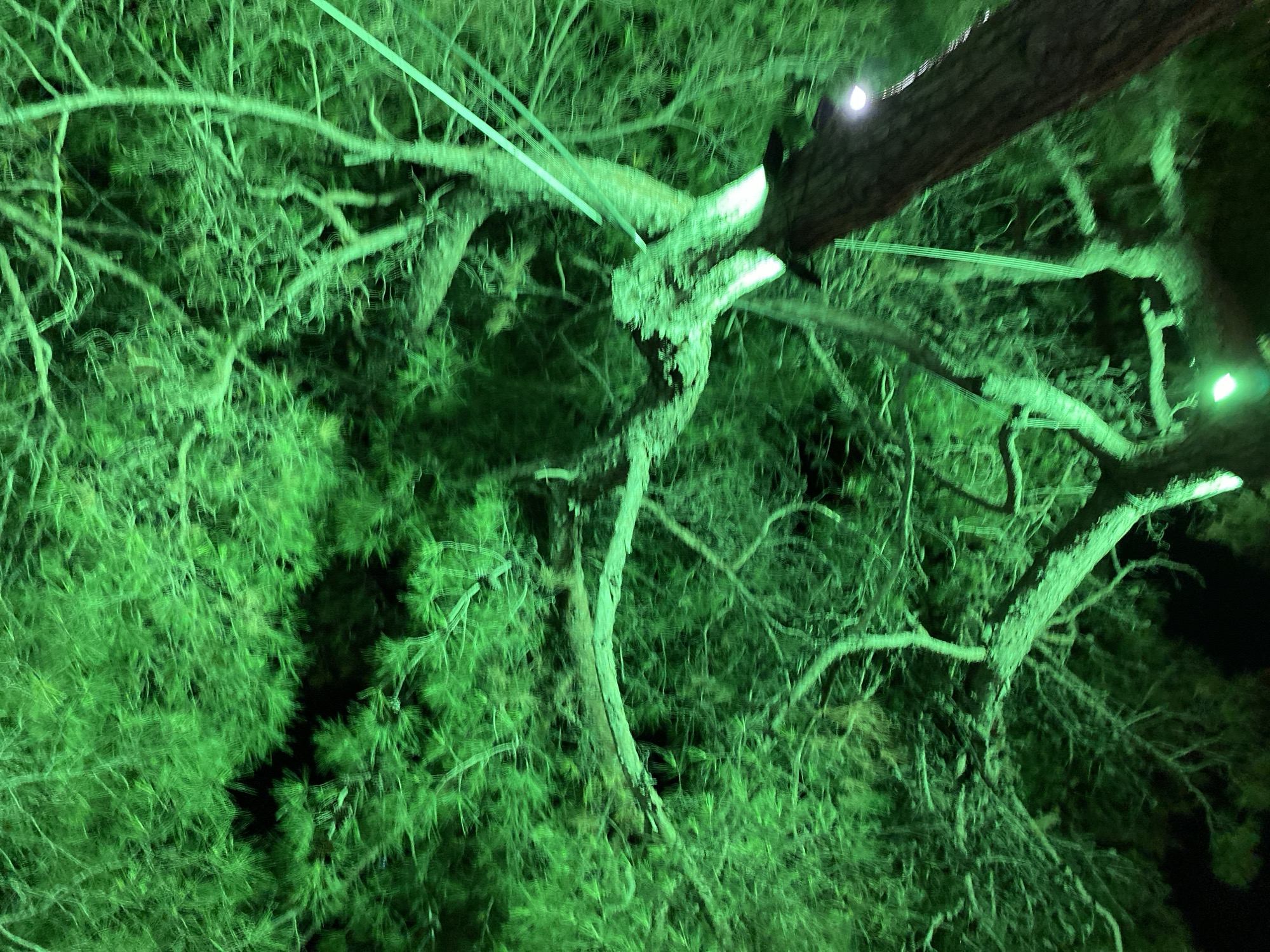 The image shows a pine tree illuminated with green lights at night. The tree is lit from below, casting a vibrant green glow on its branches and needles. Several beams of green light are also visible, some extending upwards into the branches and others shining down onto the trunk. A white light is visible higher up on the trunk. The dark background suggests it is nighttime. The location is the city of Gelendzhik, Russia.