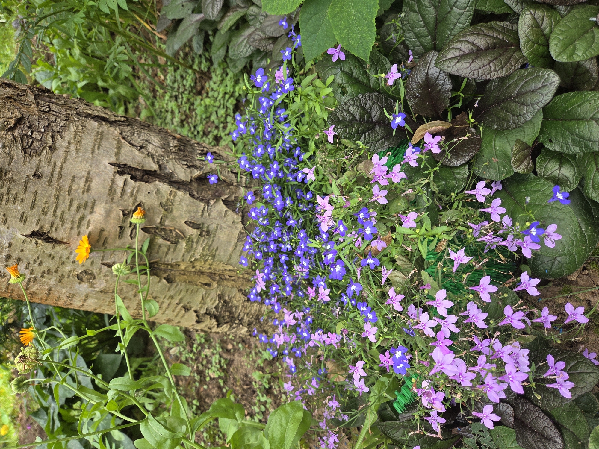 A low-angle, medium shot captures a section of a garden at the base of a birch tree. The tree trunk, with its characteristic white and grey bark, occupies the right half of the frame. In the foreground, a dense cluster of small flowers, predominantly in shades of purple and pink, spills out from behind the tree. Some of these flowers are a light purple with white centers, while others are a deeper pink. A few delicate blue flowers with white centers are interspersed among them. To the left of the frame, larger green leaves of a different plant are visible. Behind the flowers and to the right of the tree, a dark green, textured foliage plant with broad, veined leaves is present. The ground appears to be covered with soil, small pebbles, and some green ground cover. The overall impression is one of a vibrant, natural garden setting. The location is identified as Podolsk, Russia. No people are visible in the image, and no specific actions or interactions are depicted.