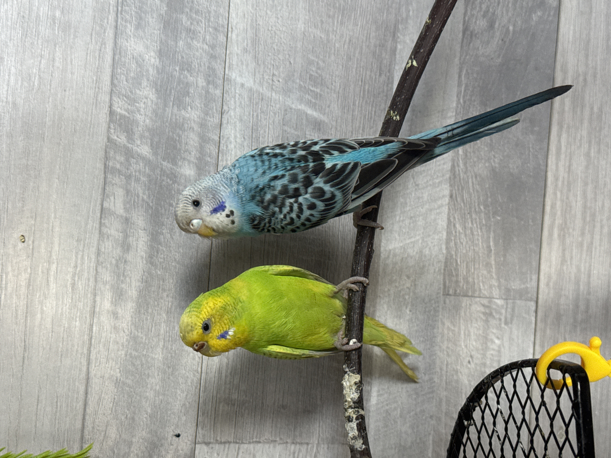 Two budgies are perched on a branch in front of a grey wooden plank wall. The budgie on the left is bright green with yellow markings on its head and face. The budgie on the right is blue and grey with darker markings on its wings and back. Below the branch, a portion of a black metal bird cage with a yellow toy is visible. The image does not provide any information about the location in Moscovei, Moldova.