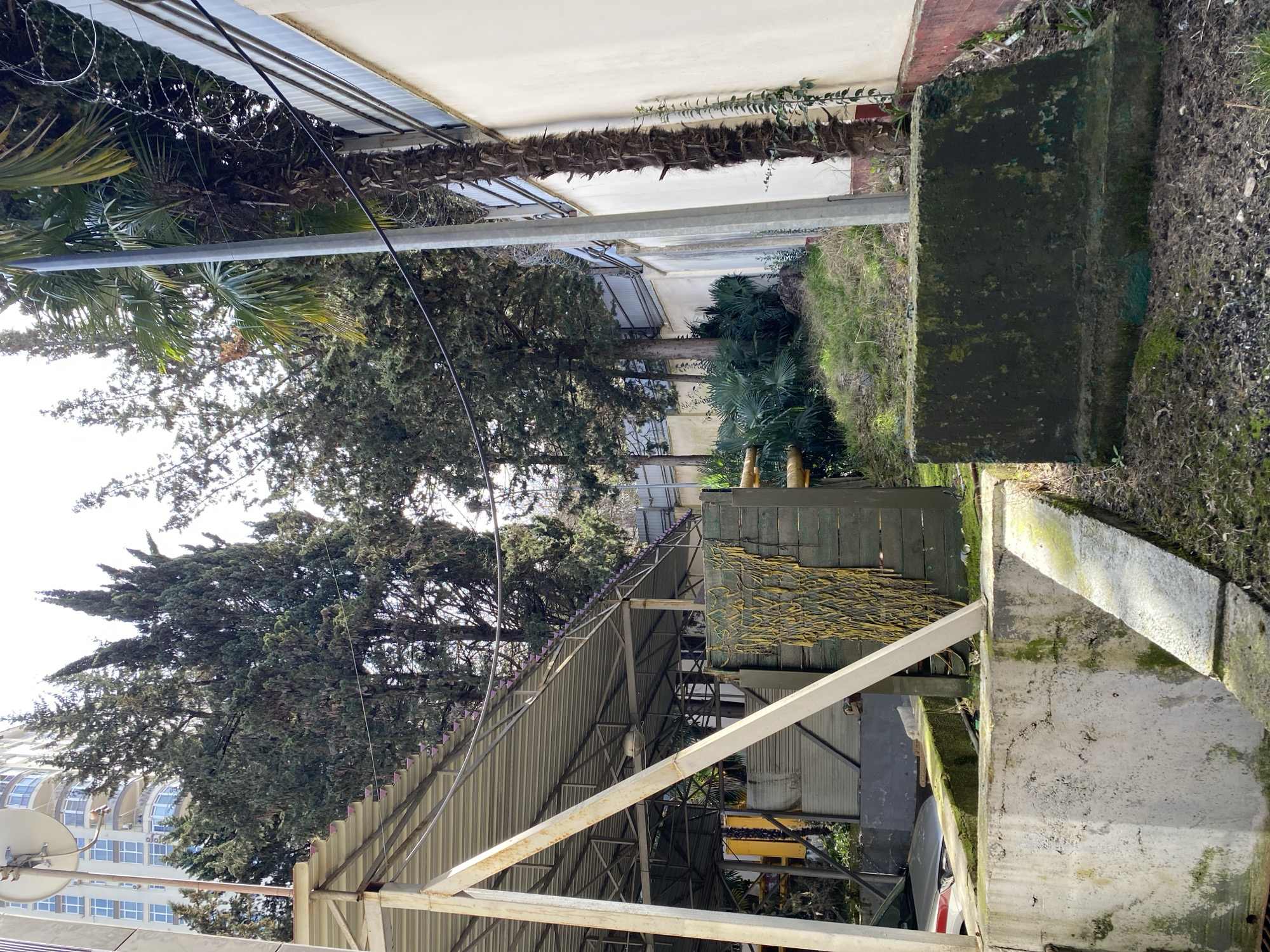 The image depicts an outdoor scene in what appears to be Sochi, Russia, based on the architectural style visible in the background.
**Environment:** The scene is outdoors, possibly in a backyard or on the edge of a property. There's a mix of vegetation, including trees and grass, which suggests a humid, subtropical climate typical of Sochi. Some areas are overgrown. There are signs of neglect.
**Objects:**
* A metal structure with a corrugated roof.
* A grey vehicle or object underneath the structure.
* A concrete base with moss and some decay.
* A weathered wooden fence.
* Trees, including coniferous and palm trees.
* A building in the background with a multi-story design and windows.
* An antenna or satellite dish.
* Utility poles and wires.
**Subjects:** There are no people clearly visible in the image.
**Actions:** No actions are taking place in the scene, which appears static.
**Interactions:** There are no interactions occurring as it is a still scene.
**Overall Impression:** The scene gives a sense of neglect or disuse, with overgrown vegetation, a weathered structure, and no clear signs of activity. The elements suggest a setting in a humid, subtropical climate. The area may be at the edge of a residential or commercial area.