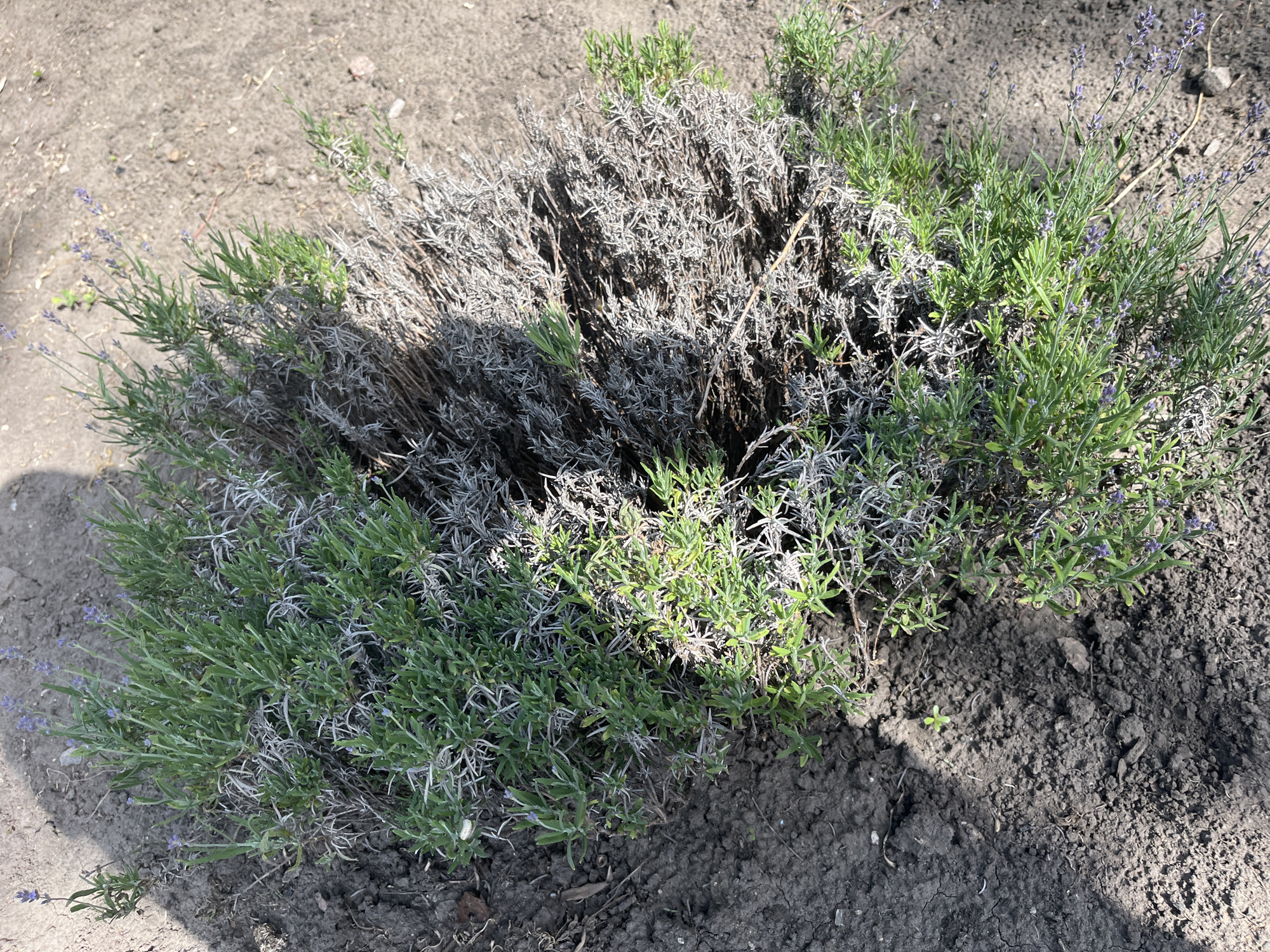 The image displays a cluster of lavender plants growing in dark, dry soil. The lavender plants are a mix of green and dry, woody stems, with some small purple flowers visible on the greener sections. The sunlight casts shadows on the plants and the ground, suggesting it is daytime. The soil appears cracked in places, indicating dry conditions. The scene is outdoors, likely in a garden or natural setting. There are no people visible, and no text is present in the image. The overall impression is of a healthy but somewhat arid patch of lavender.