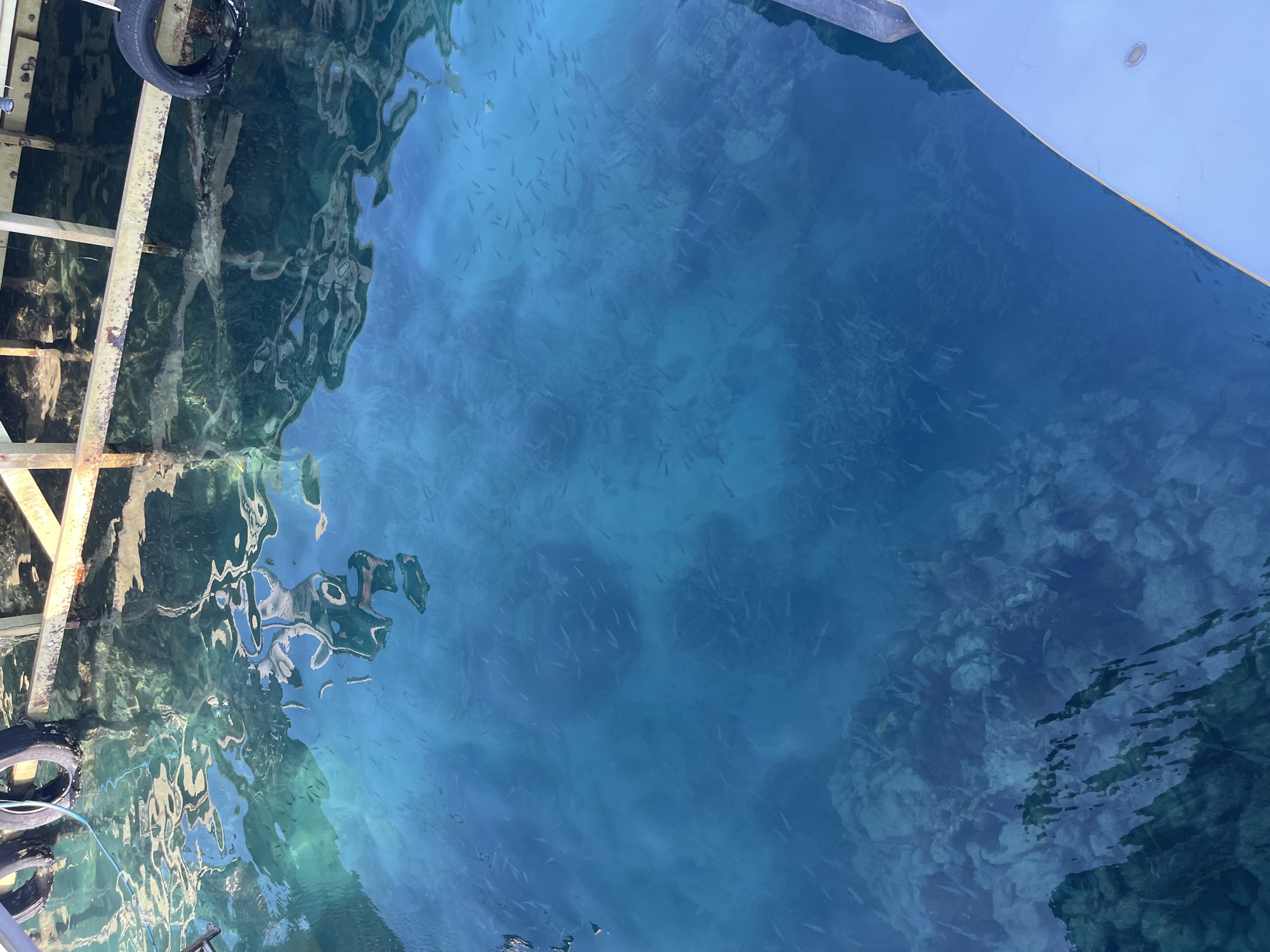 This is a top-down shot of a school of small fish swimming in clear turquoise water. The water is shallow enough to see the coral and rock formations on the seabed below. A white boat hull is visible in the bottom right corner of the frame. The boat is docked at a pier made of metal and wood, with tires acting as bumpers. The scene is likely located in Karimunjawa, Indonesia, known for its clear waters and coral reefs.