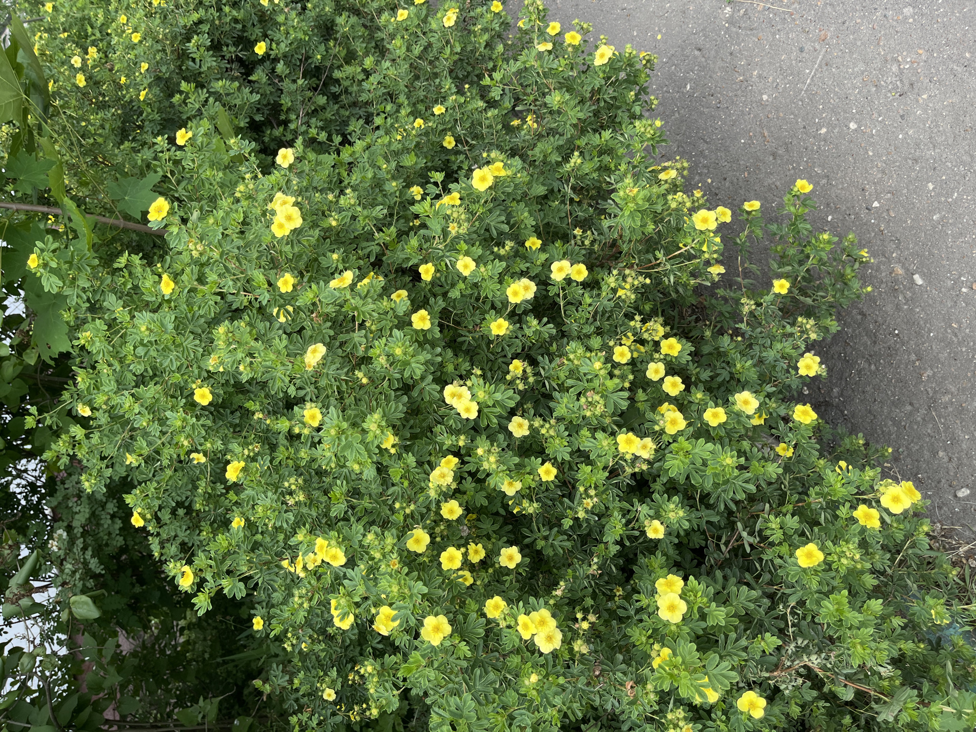 A dense bush of cinquefoil flowers, also known as potentilla, is in full bloom, dotting the green foliage with numerous small, bright yellow blossoms. The bush occupies the left and central portions of the frame, its branches reaching towards the upper right corner. To the right of the bush, a textured asphalt surface is visible, suggesting an urban or semi-urban setting. The asphalt is gray with a speckled pattern of lighter and darker aggregate, and a few small pebbles and debris are scattered on its surface. The lighting suggests it is daytime, with natural light illuminating the scene. The overall impression is one of a vibrant natural element juxtaposed against a man-made surface, possibly a garden bed or a roadside planting in Moscow, Russia. No people or animals are visible in the image. There is no discernible text in the image.