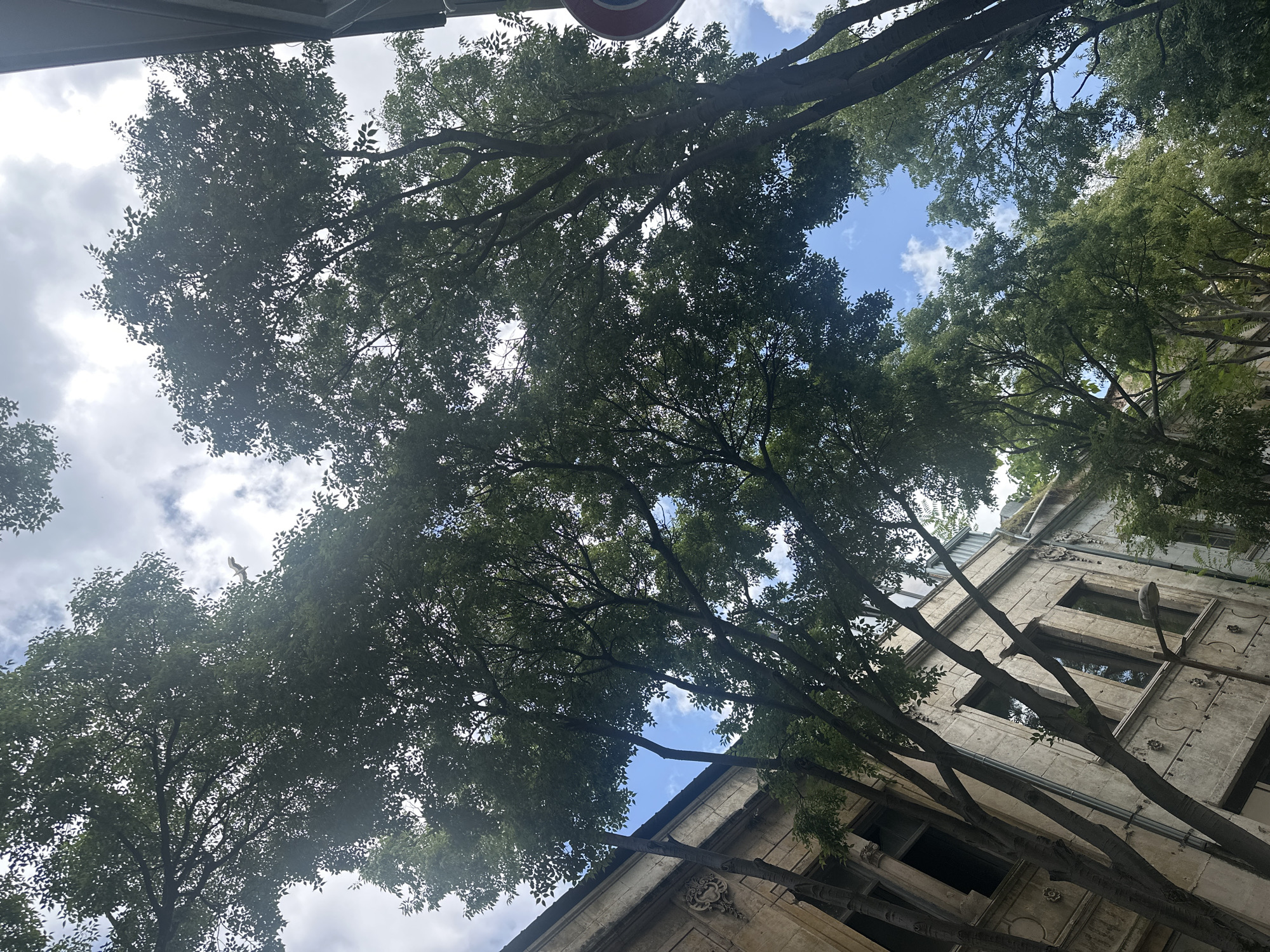 The image shows a view looking up at tall trees with dense green foliage, framing a sky with scattered clouds. To the left, a light-colored, ornate building with visible windows and architectural detailing is partially obscured by the trees. To the right, another building or structure with a darker facade is visible, along with a circular traffic sign with red and white markings. The scene appears to be an urban environment with mature trees lining a street or walkway adjacent to buildings.