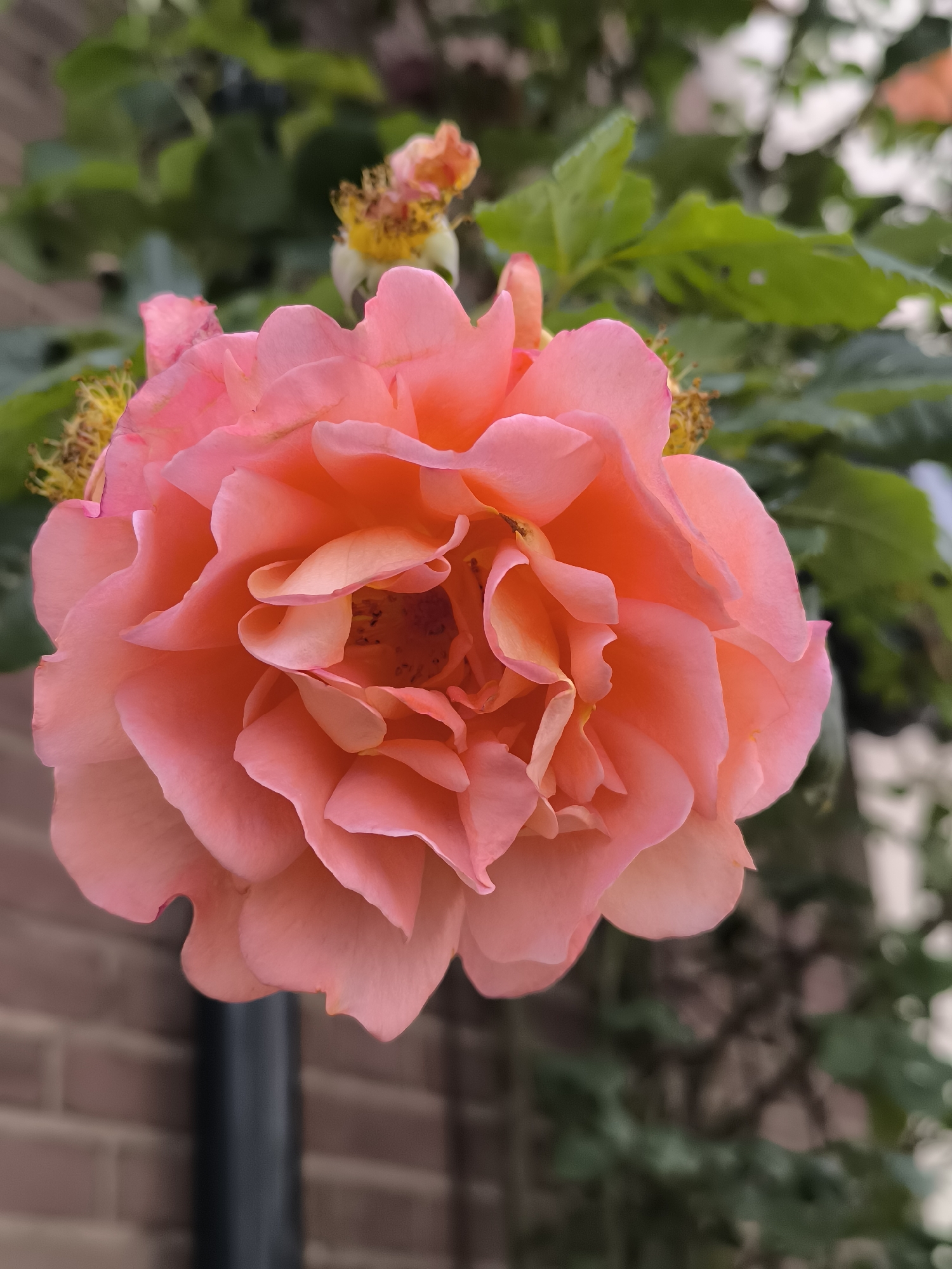 The image is a close-up, vertical shot of a large, fully bloomed pink rose. The rose is the primary subject and is centrally positioned, with its numerous petals unfurling in a complex spiral. The petals exhibit a soft, velvety texture and range in color from a light peachy pink at the edges to a deeper coral or salmon hue in the center. Some of the inner petals appear slightly lighter and more translucent. The center of the rose reveals hints of stamens and pistils, with a dark, textured area.
In the background, out of focus, are green leaves and foliage, suggesting the rose is part of a garden or climbing plant. To the upper left of the main rose, another spent or developing rose bloom can be seen, also with some yellow stamens visible.
The lower left of the image shows a dark, vertical pole or pipe, and behind it, a blurred brick wall, indicated by horizontal lines and reddish-brown tones. The overall lighting suggests an overcast day or shade, as there are no harsh shadows. The background environment, including the foliage and brickwork, implies an outdoor setting, possibly a garden or a residential area.
Given the request to include location in Haarlem, Netherlands, one might imagine this rose is growing in a courtyard, a park, or a private garden within the city. Without further context or specific visual cues in the image, pinpointing a precise location within Haarlem is impossible. However, the scene evokes a typical European garden aesthetic.