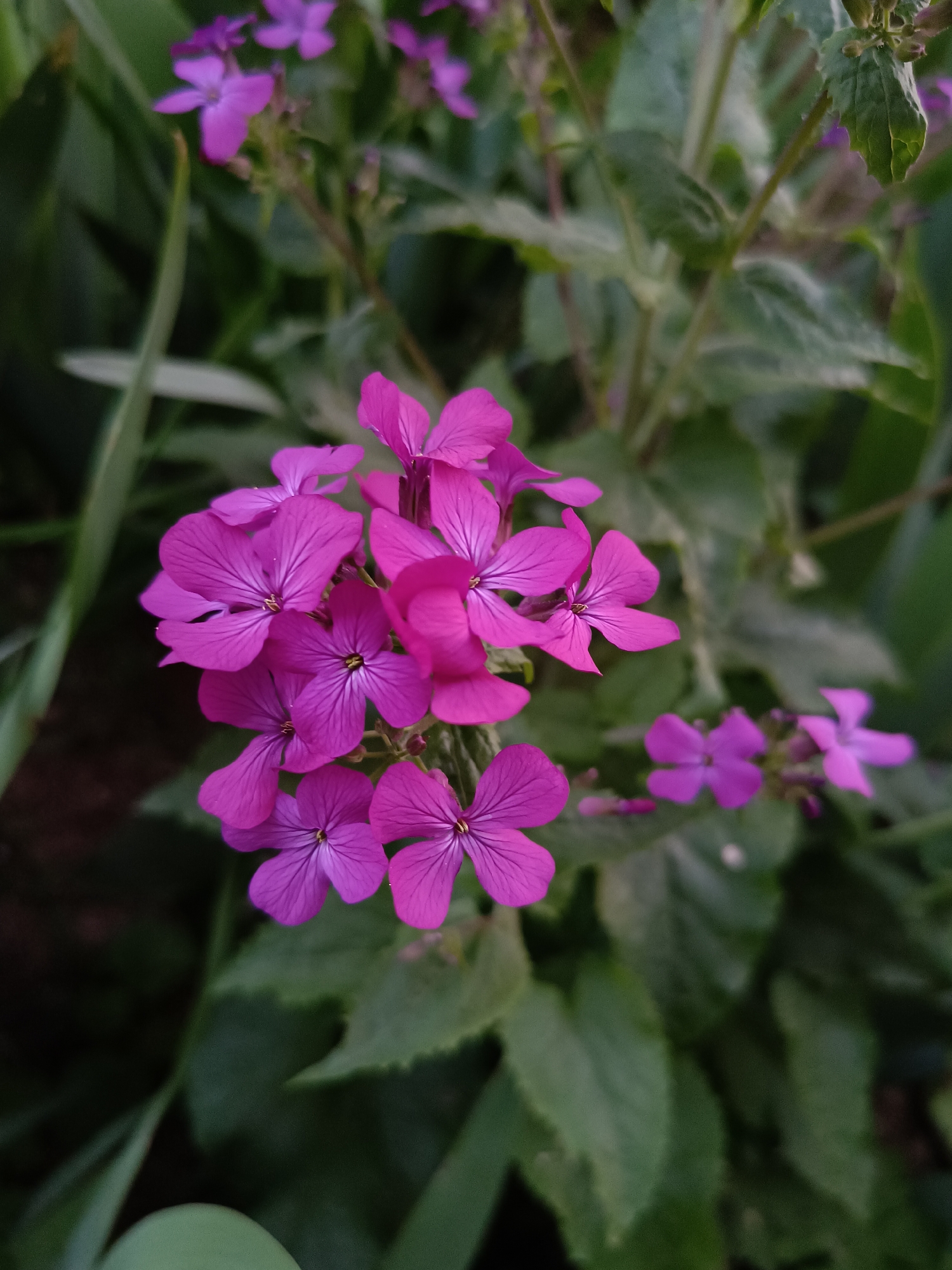 The image captures a vibrant close-up of a cluster of purple-pink flowers, likely Honesty (Lunaria annua) or a similar four-petaled species, set against a soft, out-of-focus background of green foliage. The main cluster, positioned slightly off-center, showcases multiple individual blooms, each featuring four delicate, magenta-hued petals with subtle darker veins radiating from their centers. The petals display a rich, saturated color, transitioning from a brighter pink at the edges to a deeper purple closer to the stamens.
In the background, other similar, blurred purple flowers are visible alongside various green leaves and stems, indicating a dense plant growth. The lighting is soft and diffused, suggesting either an overcast day or the gentler light of morning or late afternoon, which highlights the flower's vivid color without harsh shadows. The shallow depth of field sharply isolates the main flower cluster, making it the primary focal point. The scene is an outdoor setting in Pleven, Bulgaria. There are no people, man-made objects, or visible text in the image.