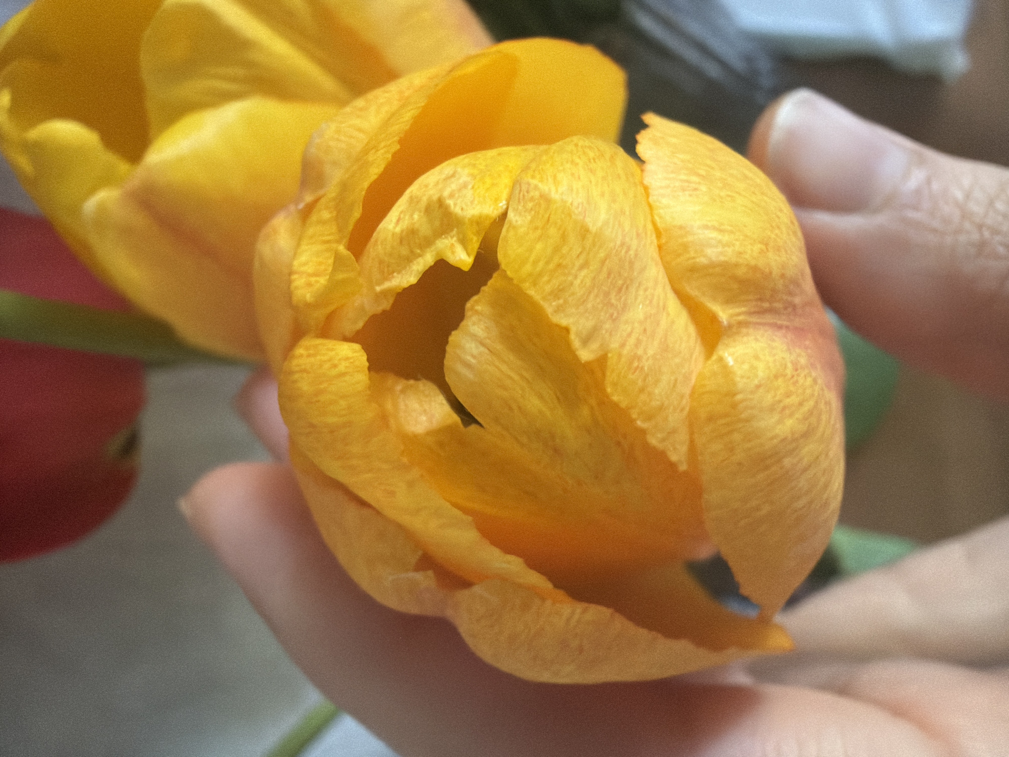 A close-up shot focuses on a partly opened, predominantly yellow tulip flower being held by a person's hand. The flower's petals show textured patterns with subtle orange-red tinges. A green stem is visible towards the flower's base. In the blurry background, another yellow flower bud and a hint of a red flower are seen. The background is indistinct and does not suggest any location, including the city of Tokkari, Russia.
