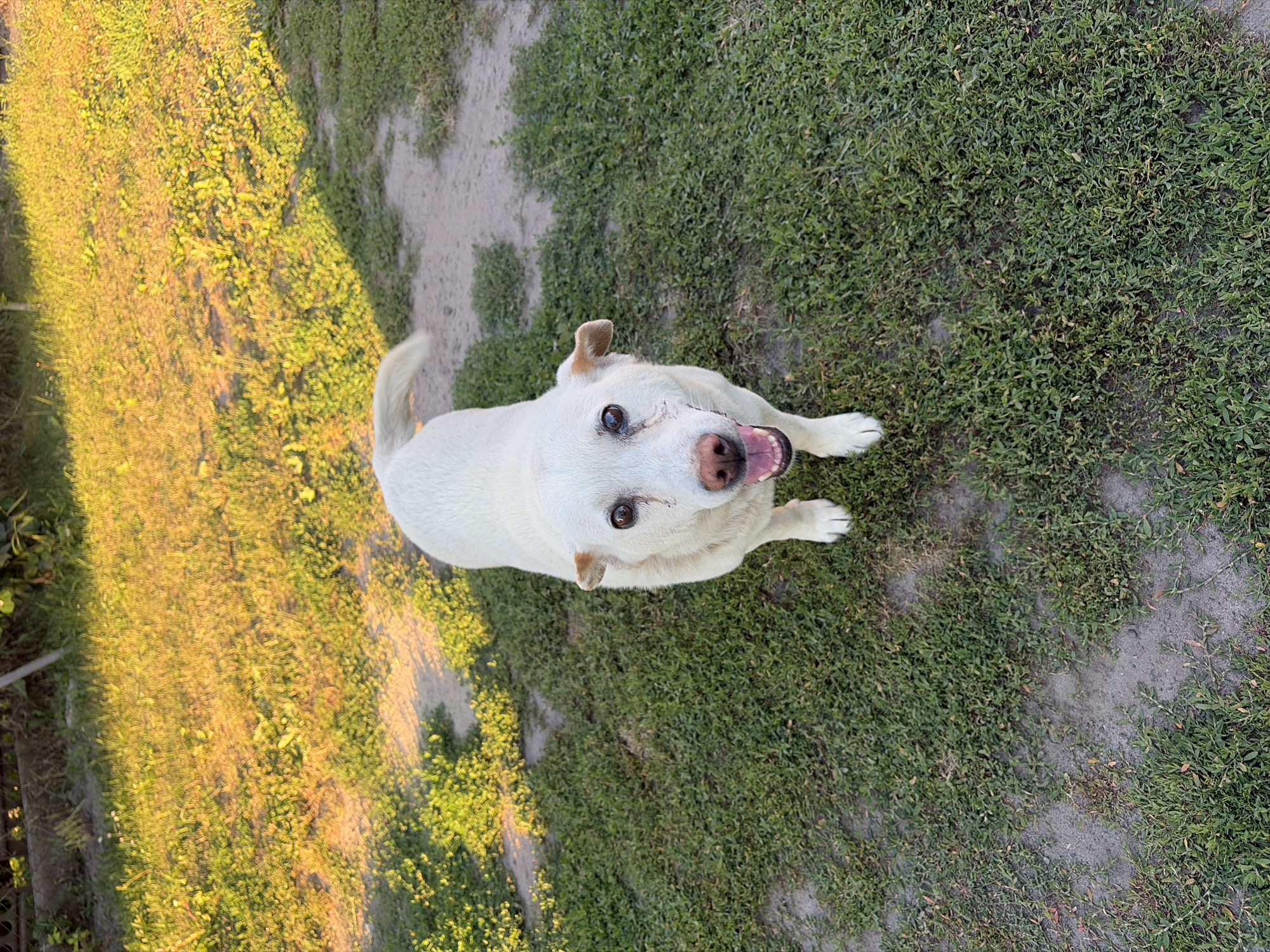 This is a full-shot, eye-level, rotated photograph of a white dog standing in a grassy, outdoor area. The dog is facing upwards towards the camera, with its mouth open and tongue slightly visible. Its ears are perked, and its eyes are looking directly at the viewer. The dog has a light-colored coat, with some darker markings on its ears and nose.
The setting appears to be a yard or park, with green grass covering most of the ground. There is also a dirt path or patch of bare ground visible in the background. The lighting suggests it is daytime, possibly late afternoon or early evening, as there is a warm, golden light casting shadows on the grass. The overall mood is cheerful and engaging, with the dog appearing alert and happy. There is no visible text in the image.