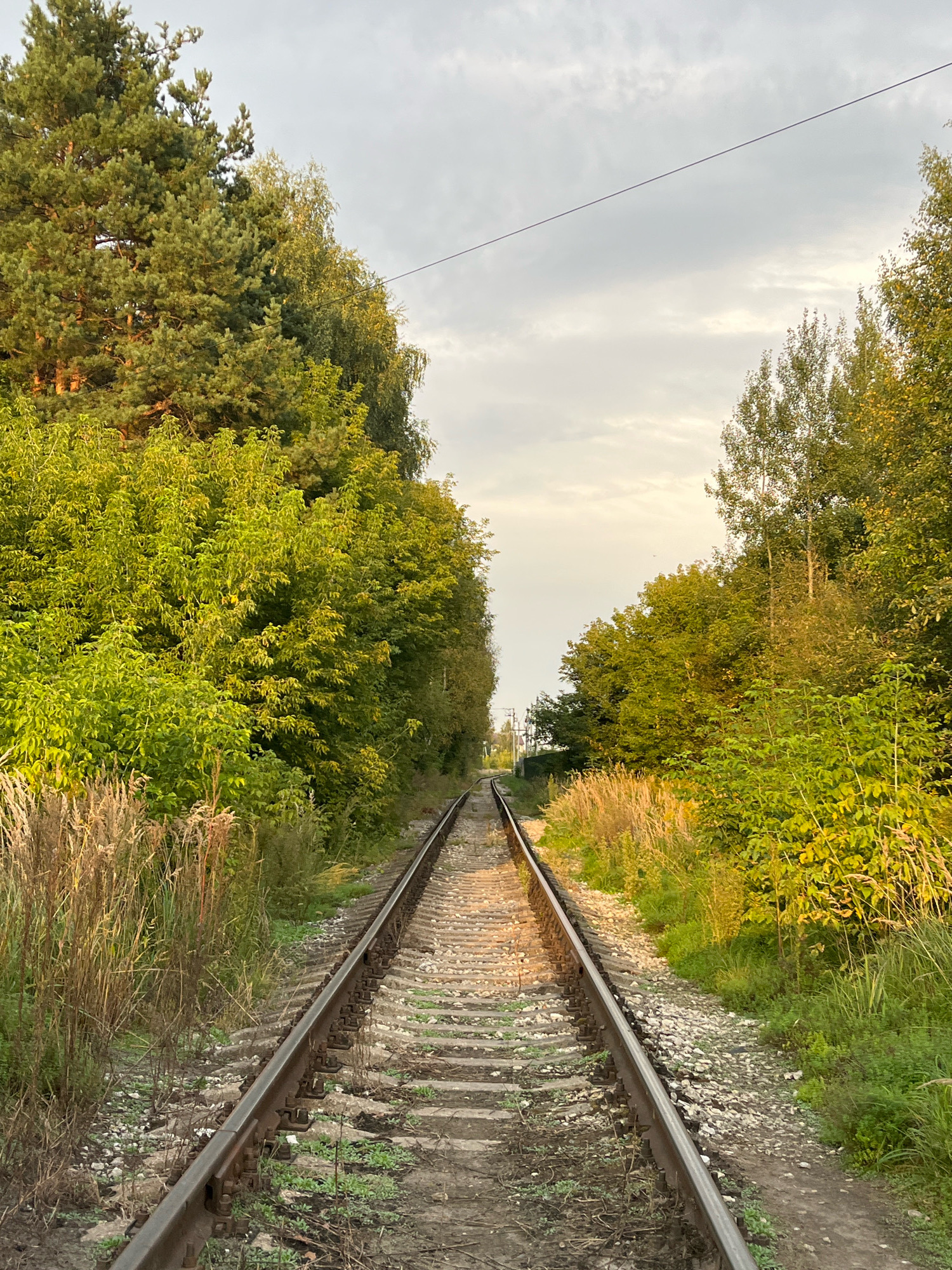 The image shows a set of railroad tracks in an outdoor, rural environment, likely near the city of Zheleznodorozhny, Russia. The tracks run straight into the distance, bordered by dense trees and vegetation on both sides. Tall grasses and wildflowers grow alongside the tracks. The sky is overcast with some patches of sunlight breaking through. There are no people or animals visible in the image. The scene suggests a remote or abandoned railway line, possibly in a forest or wooded area. The lighting indicates it is either early morning or late afternoon.