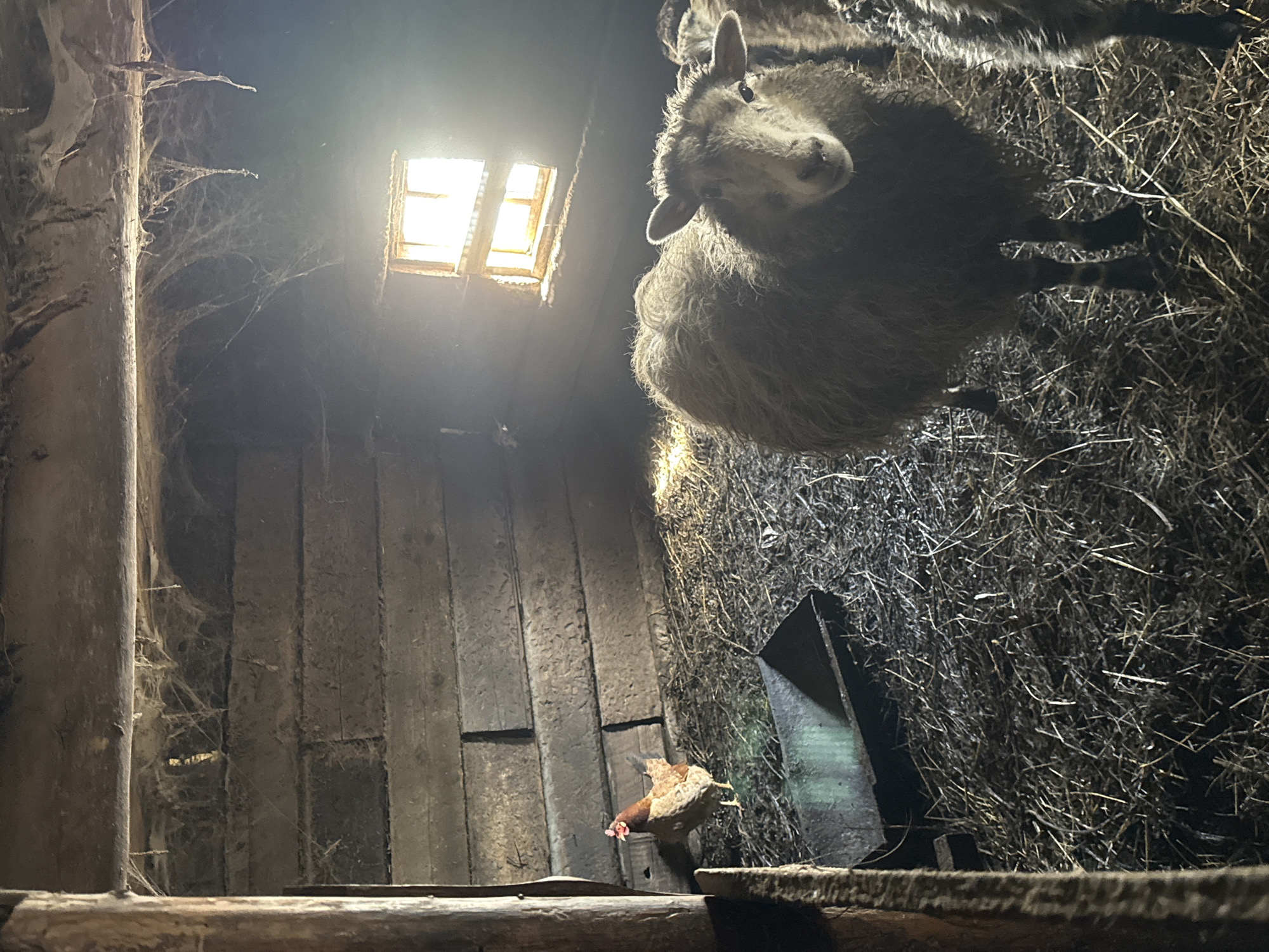 The image shows the interior of a dimly lit barn or shed with a small, square window in the ceiling. A sheep stands on a bed of hay in the upper right corner, looking down towards the viewer. A chicken appears to be jumping or flying near the bottom of the frame. The walls are constructed of rough wooden planks, and cobwebs are visible in the upper left corner. The location is given as Кипчак, Russia, but this cannot be verified from the image content.