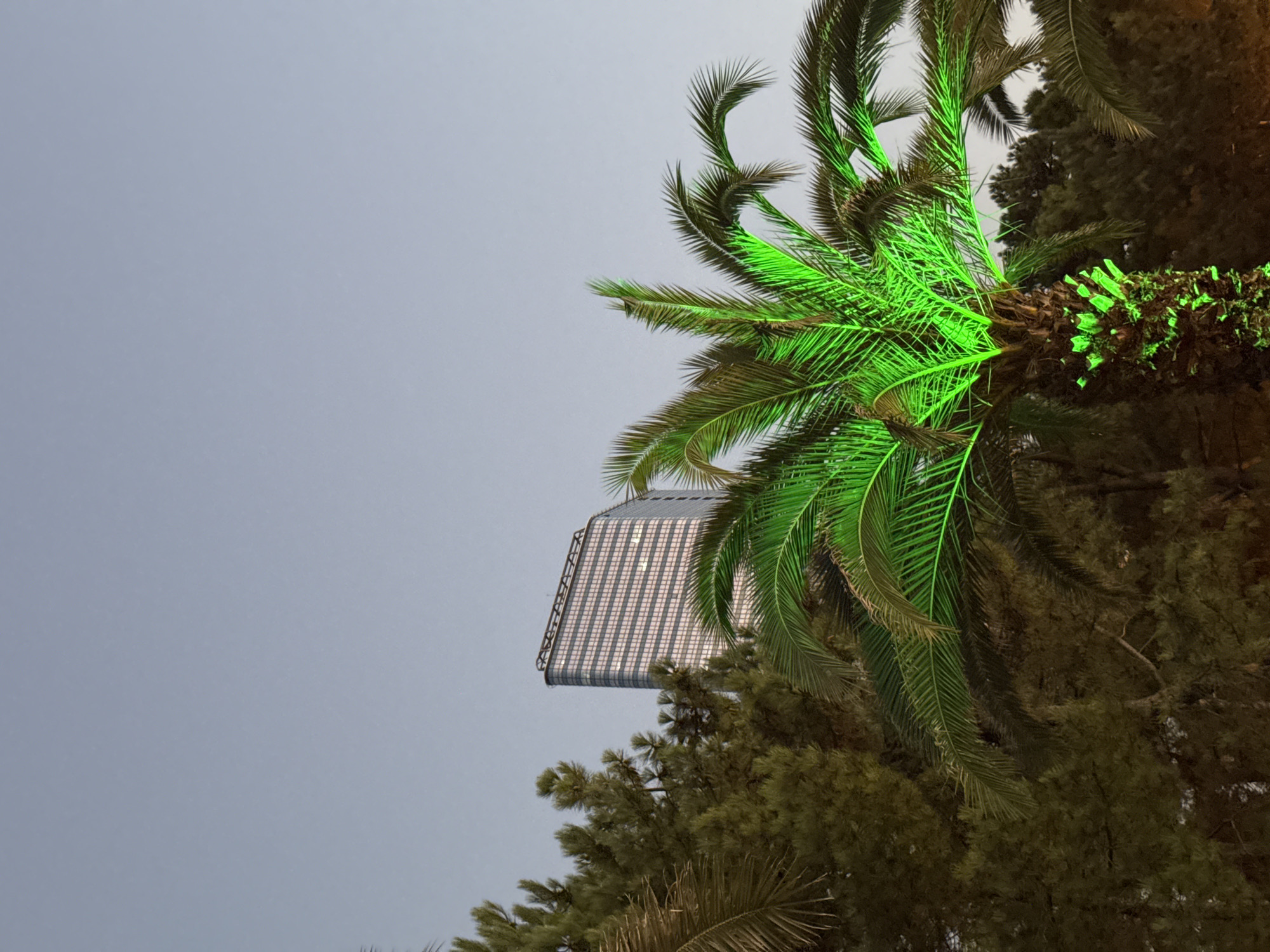 An outdoor, low-angle, full-shot image features a bright green palm tree in the foreground, its fronds and trunk illuminated by green lights. In the middle ground, a dense forest of dark green trees is visible behind the palm tree. The background is dominated by a tall, modern, white skyscraper with reflective windows, its curved facade visible. The sky is a clear, pale blue, suggesting it is either early morning or late evening. The scene is likely located in Batumi, Georgia, a city known for its palm trees and modern architecture along the Black Sea coast. No people are visible in the image.