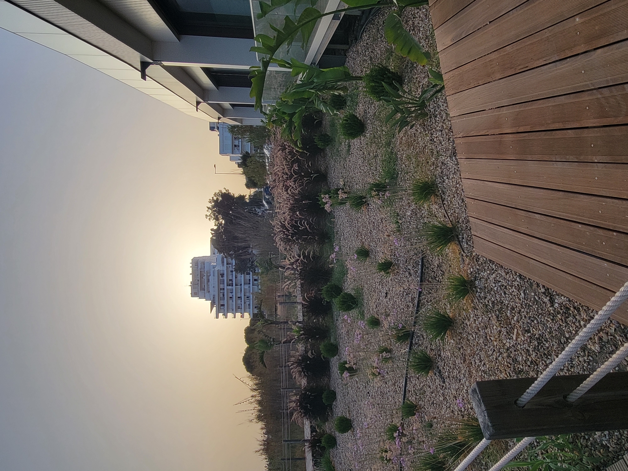 This is a photograph of a landscaped area in front of a modern building, likely a hotel or residential complex, in Quarteira, Portugal. The scene is captured during what appears to be sunset or sunrise, with the sky exhibiting a warm, soft glow.
In the foreground, a wooden deck is visible on the right side of the image, constructed from parallel wooden planks. A dark wooden post with two ropes running through it acts as a boundary to the deck and the landscaped area. The landscaped area itself is covered with small, light-colored gravel and features various low-lying plants, some with feathery plumes and others with small green leaves. Scattered throughout the gravel are tiny pink flowers. A black irrigation pipe is also visible running across the ground.
In the middle ground, a wooden boardwalk or path with railings made of rope and wooden posts runs horizontally across the scene. Beyond this, dense vegetation with tall, wispy grasses or reeds grows, creating a natural barrier.
In the background, a distinctive multi-story white building with a stepped or tiered architectural design is prominent against the sky. Further to the left, a row of smaller buildings and trees are visible, with a street and cars suggesting an urban or suburban setting. A streetlight is also present. To the far right, the modern building adjacent to the landscaped area features a white facade with vertical paneling and dark-framed windows. Large green plants, possibly Strelitzia (Bird of Paradise), are planted in the gravel near the building.
The overall impression is a well-maintained outdoor space designed for relaxation and aesthetic appeal, likely part of a resort or hotel in Quarteira.