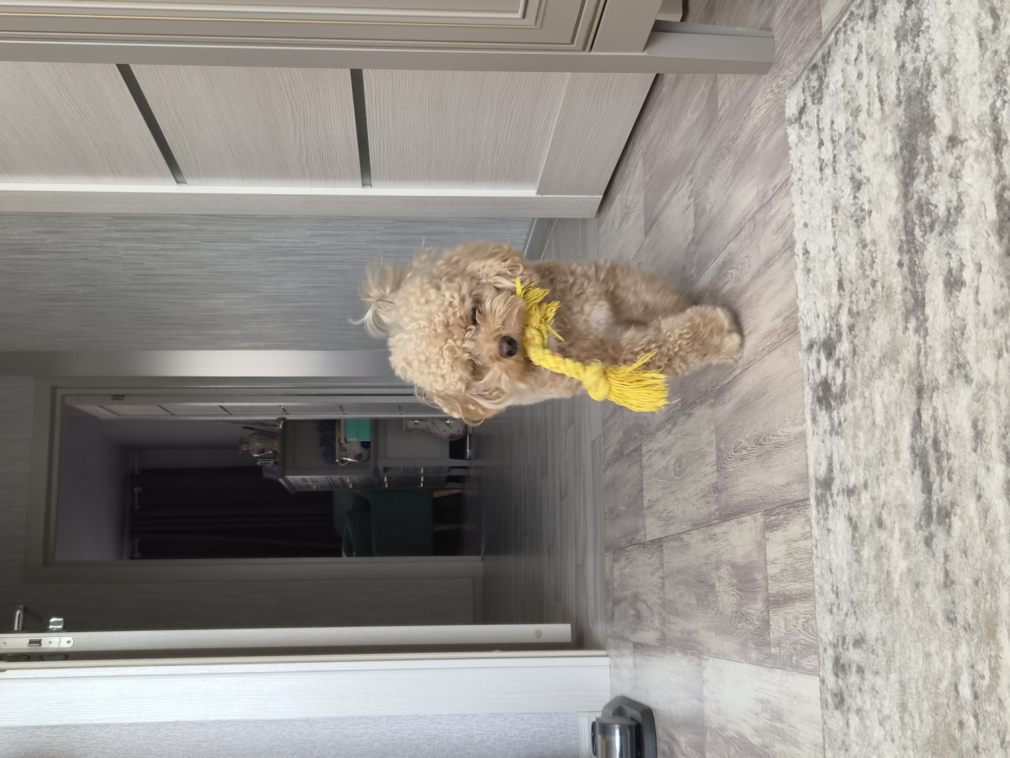 A small, light brown poodle with curly fur walks towards the camera, holding a yellow rope toy in its mouth. The dog is in a hallway with light gray wooden flooring. To the left of the dog, a white door with a silver handle is visible, as is a robotic vacuum cleaner on the floor. To the right of the dog, a tall, light gray cabinet with paneled doors stands against a wall with textured wallpaper. In the background, an open doorway reveals a room with dark curtains and furniture. The scene appears to be indoors, possibly in a residential setting. The image was captured in the city of Cherepovets, Russia.